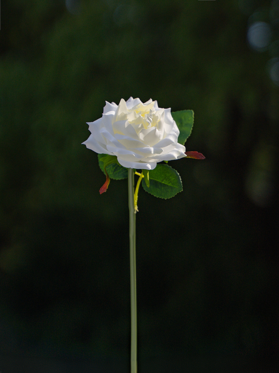 Floribunda Rose (White)-11.8" Tall