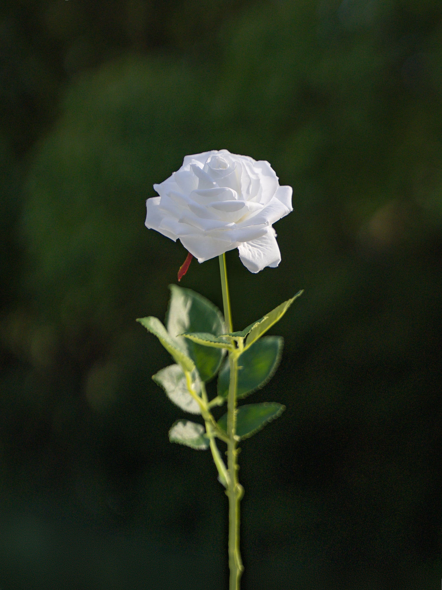 Curled Small Rose (White)-17.8" Tall