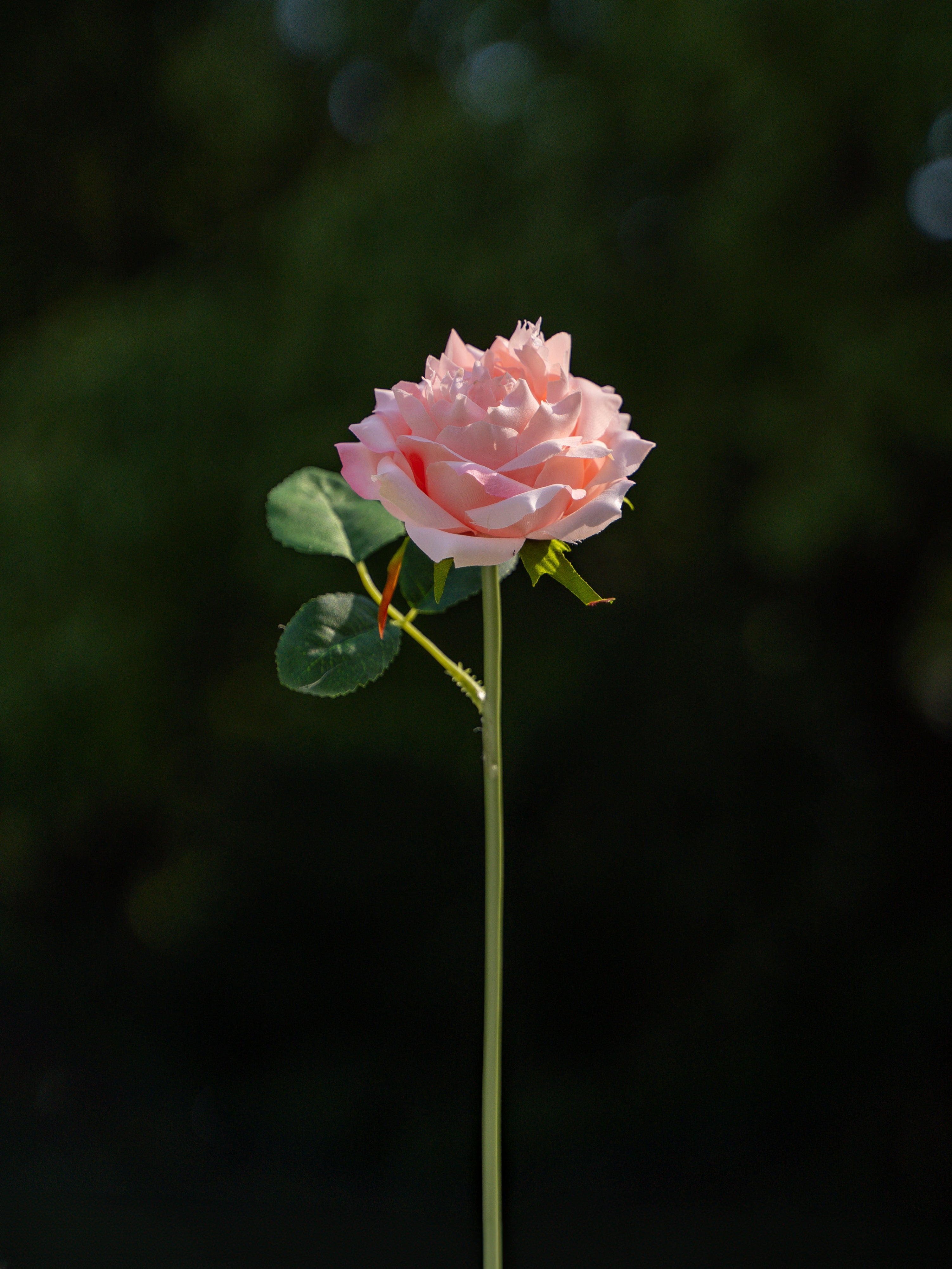 Floribunda Rose (Pink)-11.8" Tall