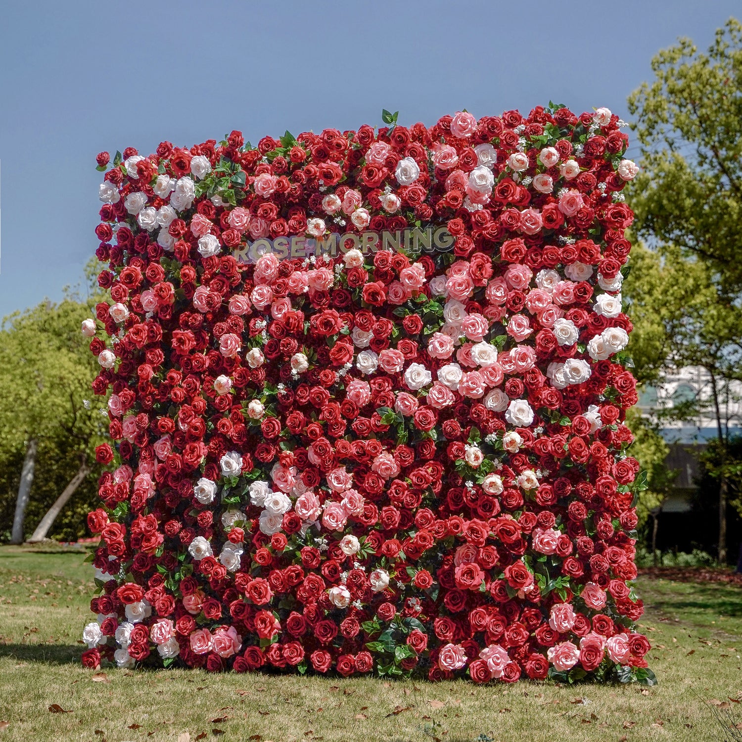 Zita:5D Fabric Artificial rolling up curtain flower wall Rose Morning