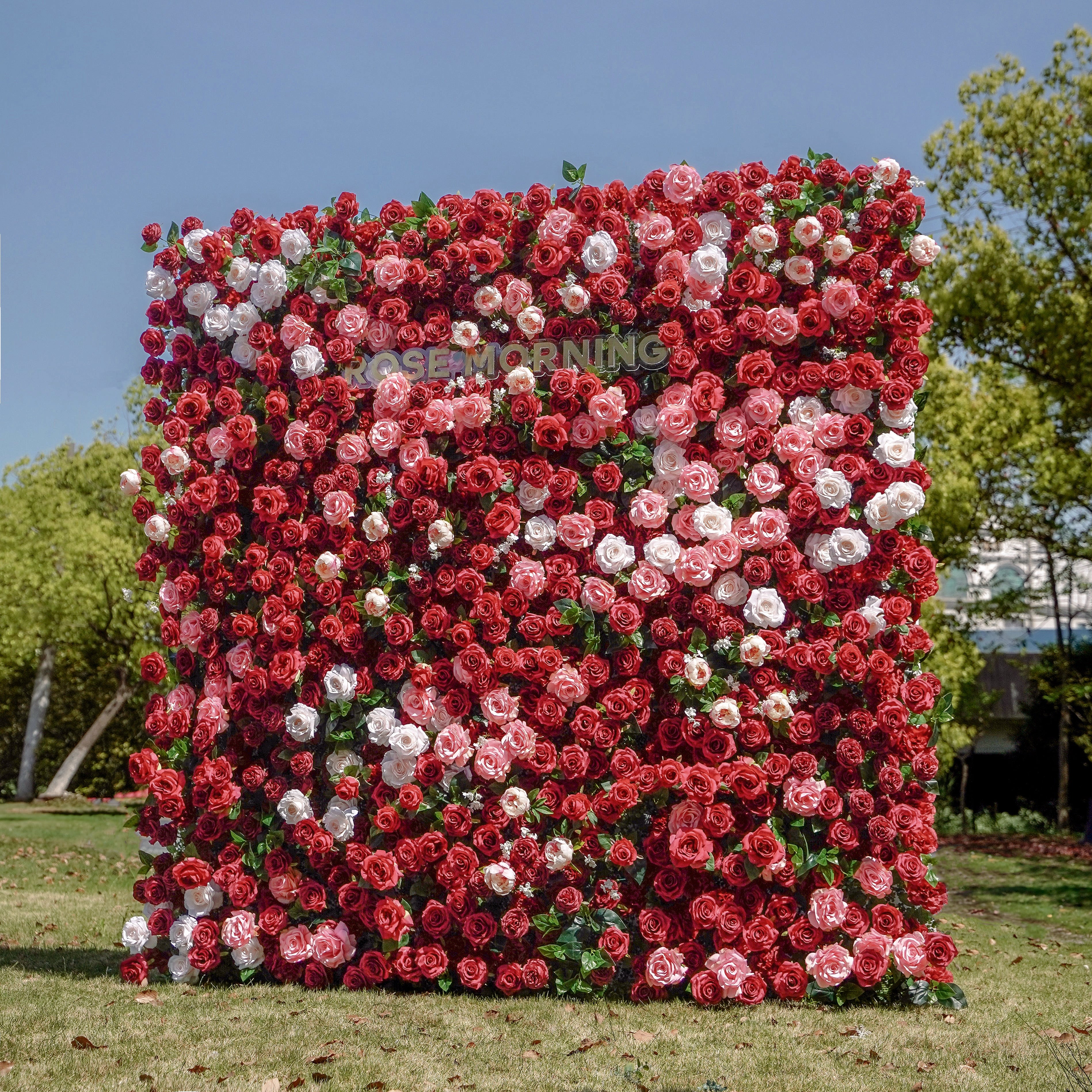 Zita:5D Fabric Artificial rolling up curtain flower wall Rose Morning