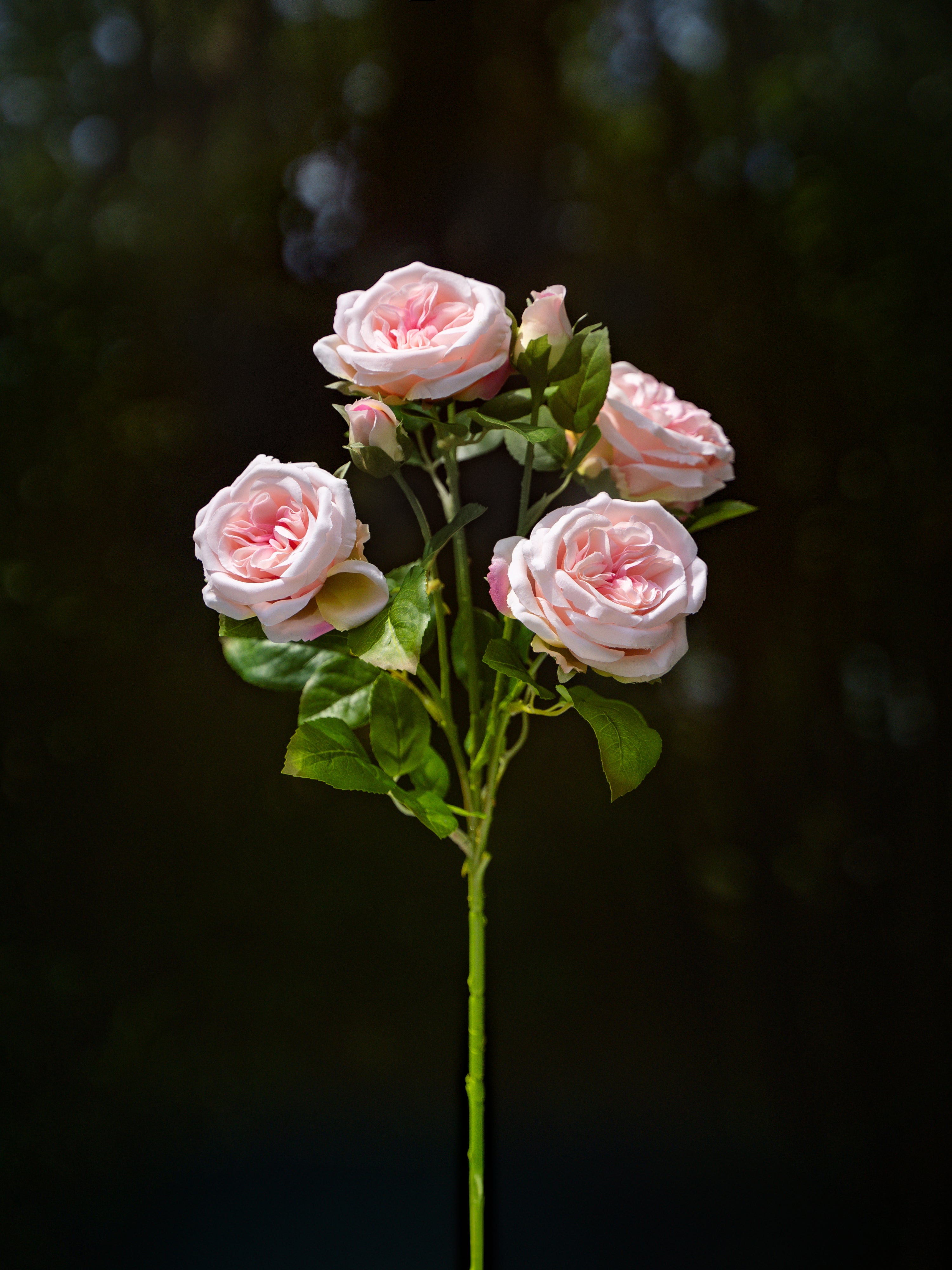 David Austin Spray Roses (Pink)-22" Tall