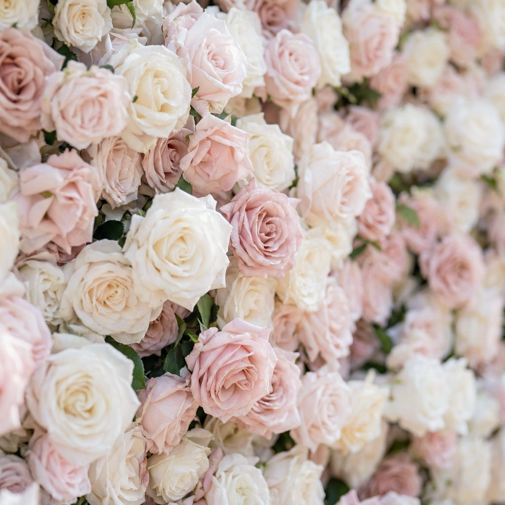 Caius: Luxury 5D Cream & Blush Silk Floral Wall Roll-Up Fabric Backdrop for Dreamy Garden Weddings & Bridal Showers
