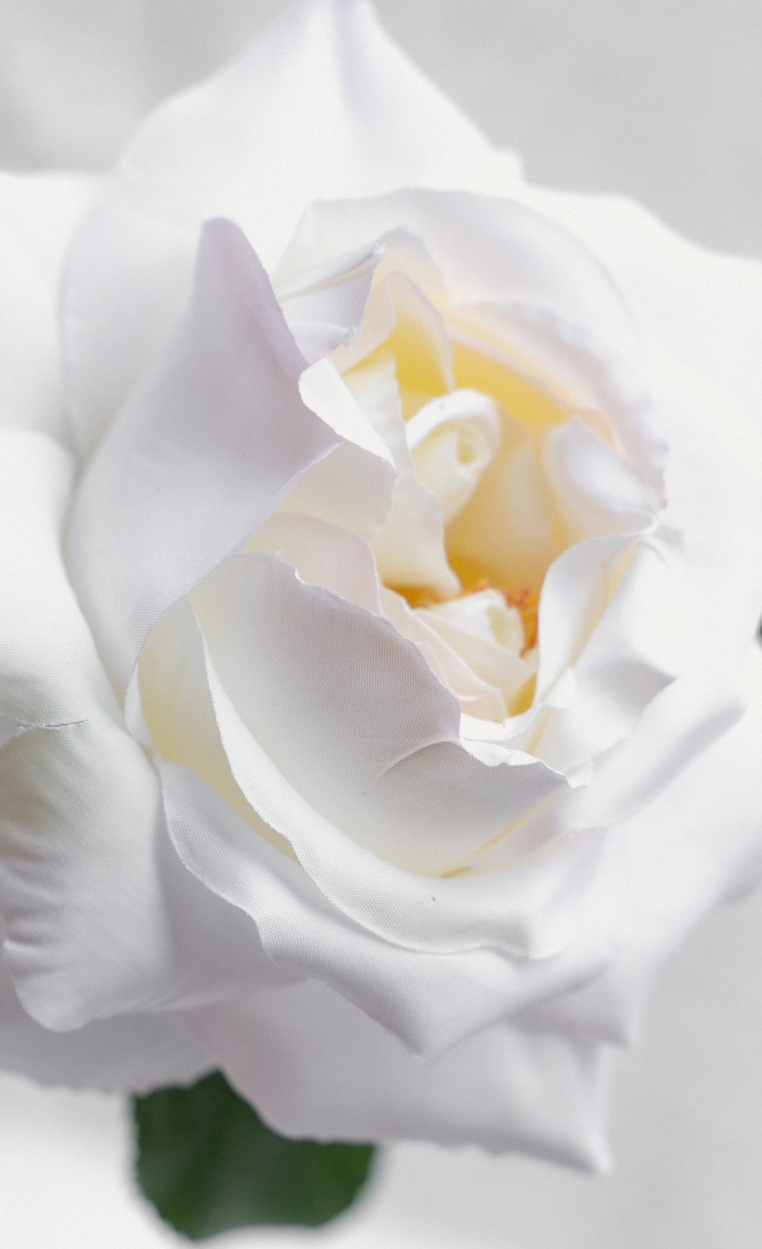 Double Core Garden Rose (White)-11.2" Tall