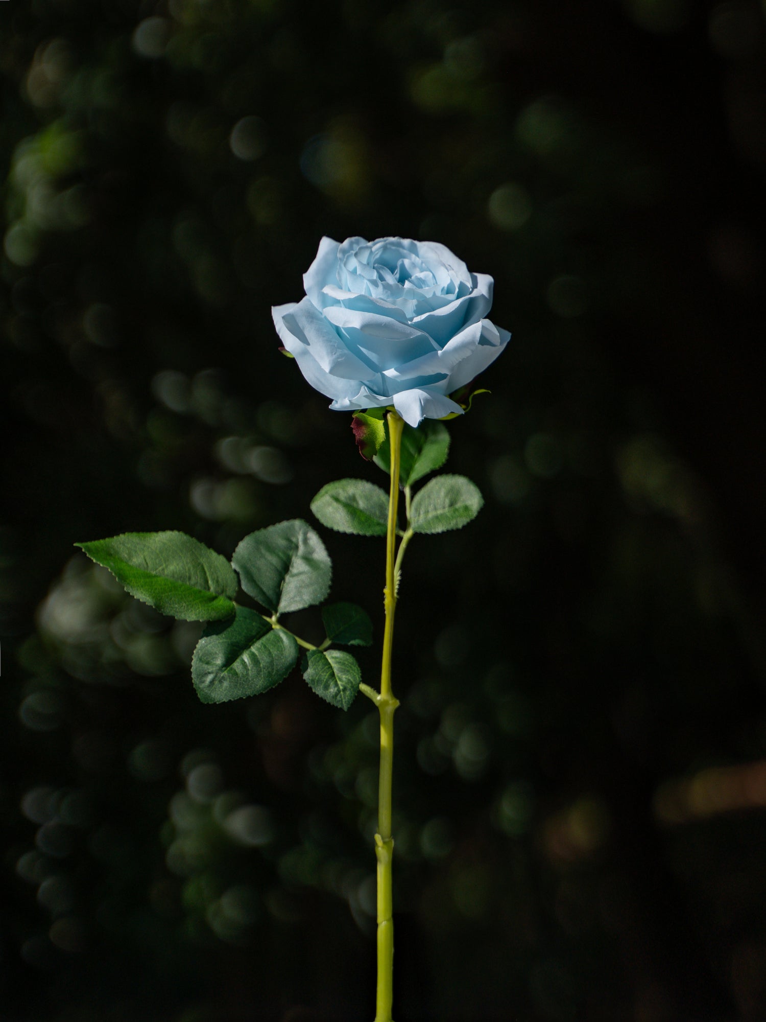 Curled Rose(Light Blue)-19" Tall