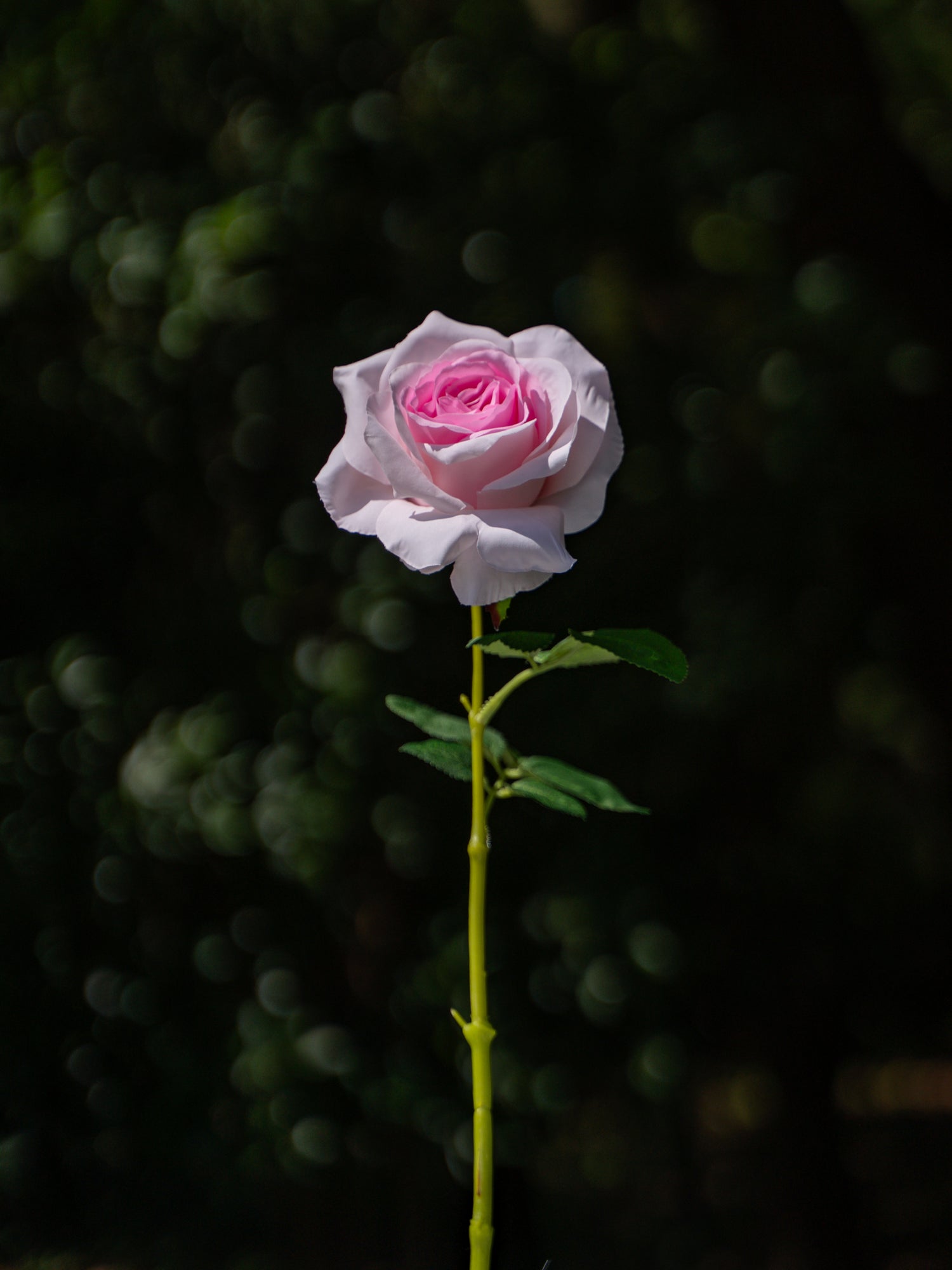 Curled Rose (Pink Core)-19" Tall