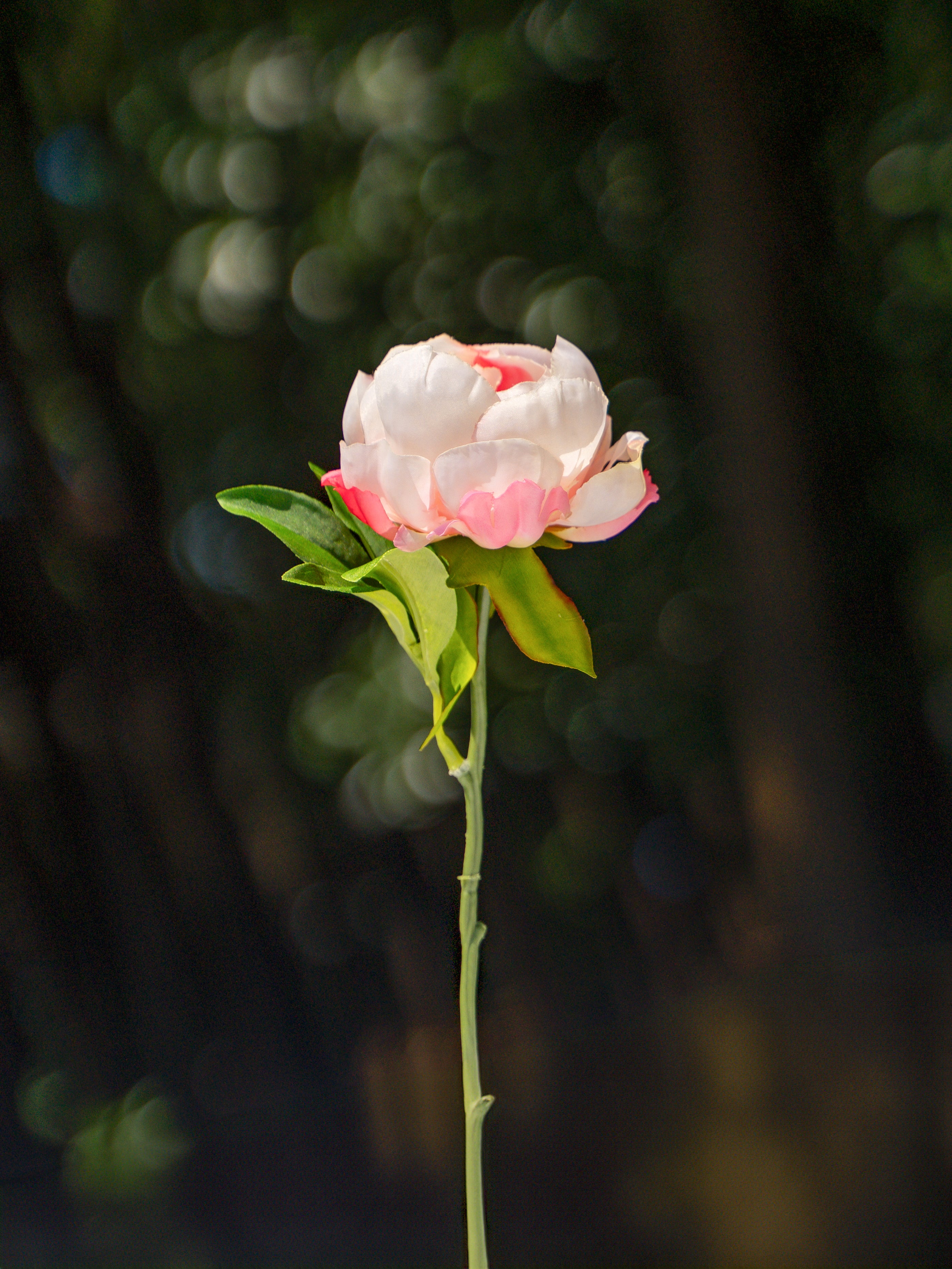 Peony (Gradient Pink)-9.8" Tall