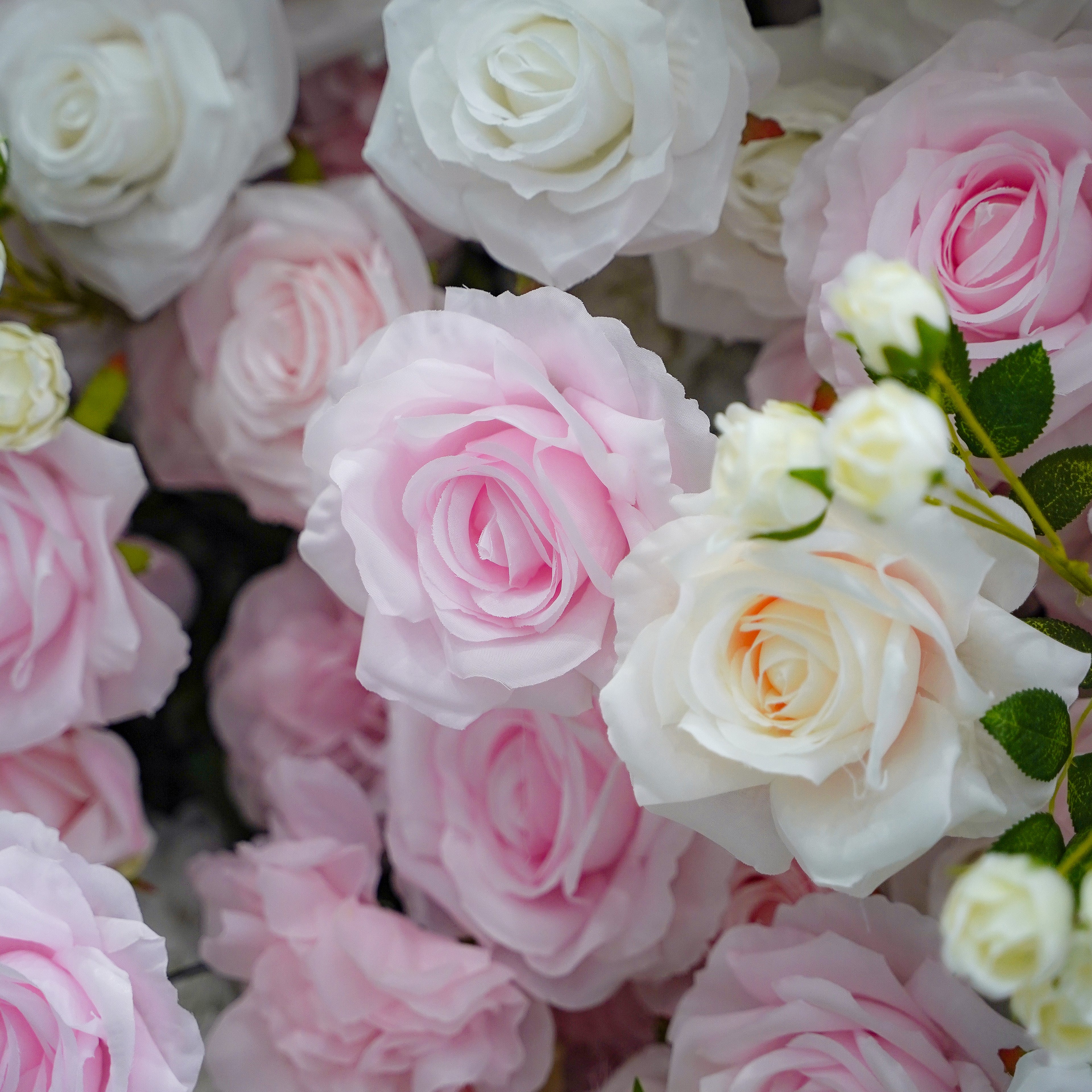 Leona:5D Fabric Artificial rolling up curtain flower wall Rose Morning