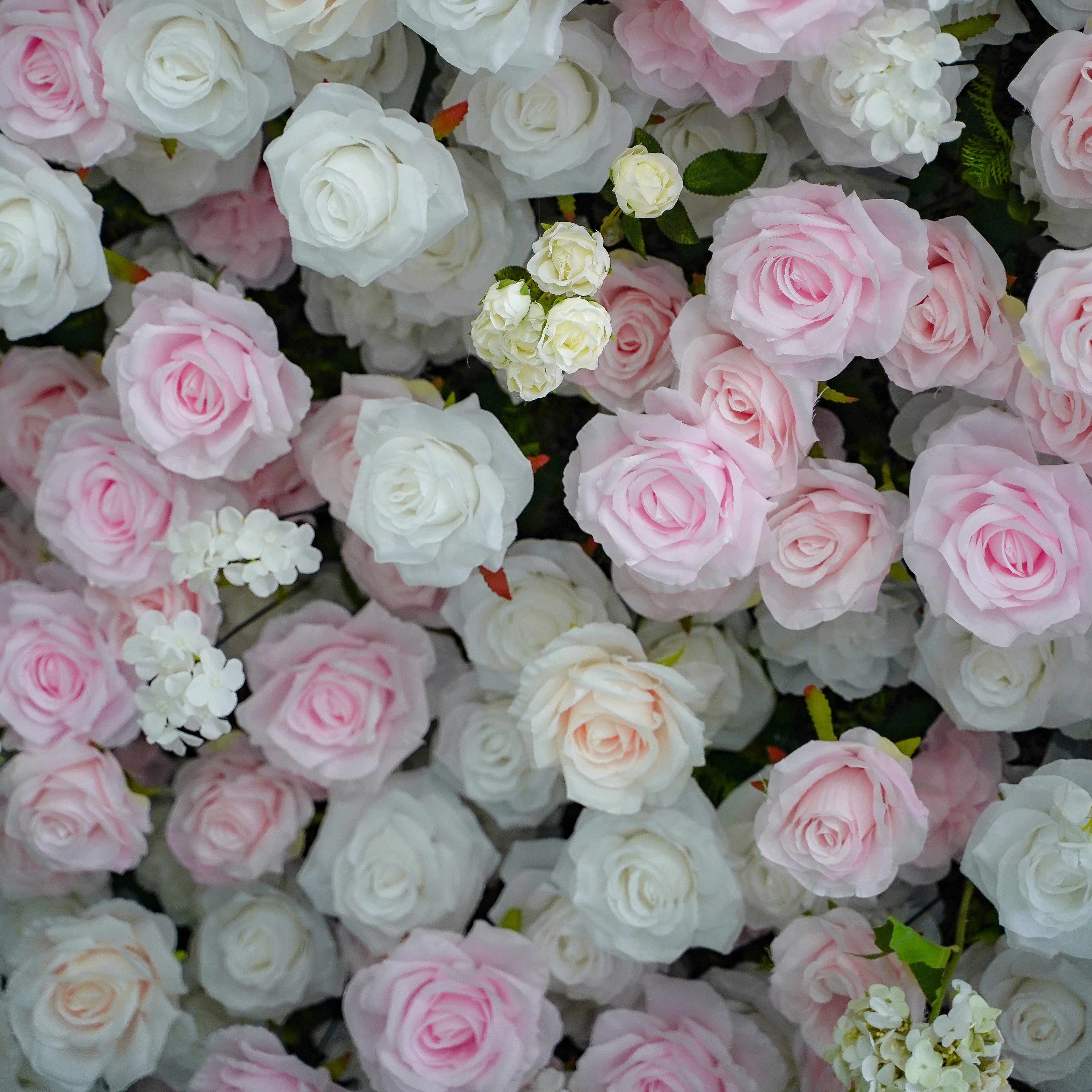 Leona:5D Fabric Artificial rolling up curtain flower wall Rose Morning