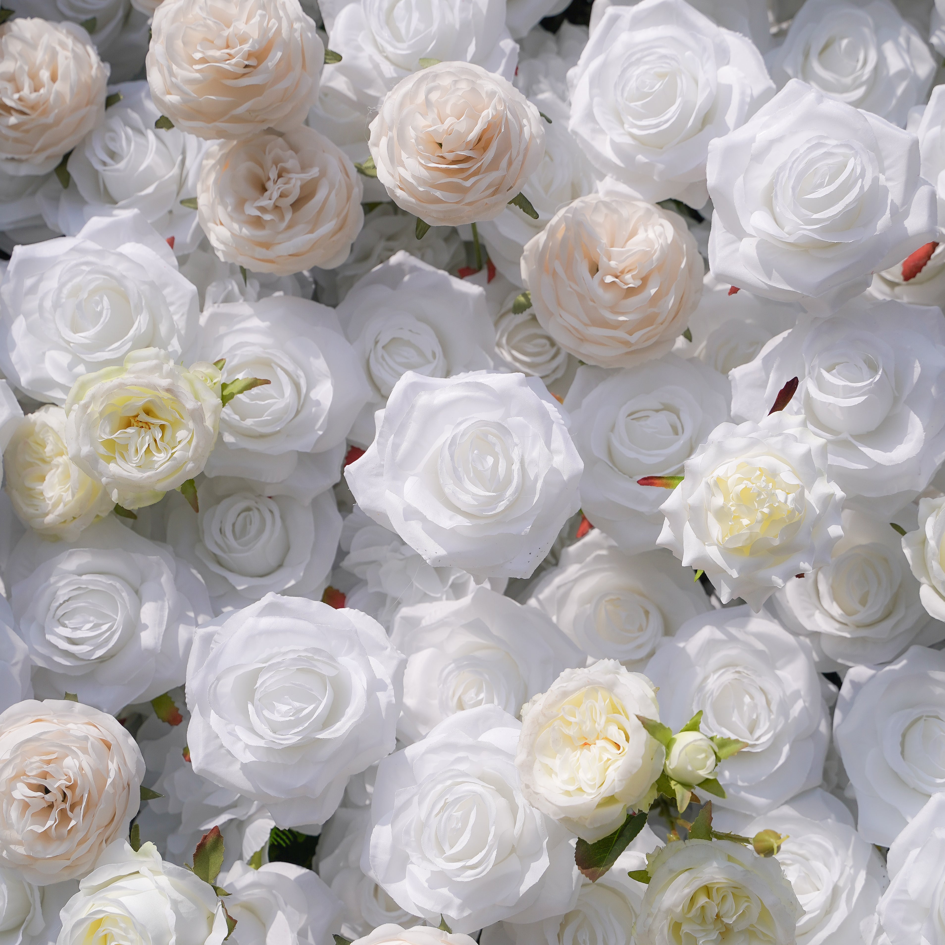 BenBen:5D Fabric Artificial rolling up curtain flower wall Rose Morning