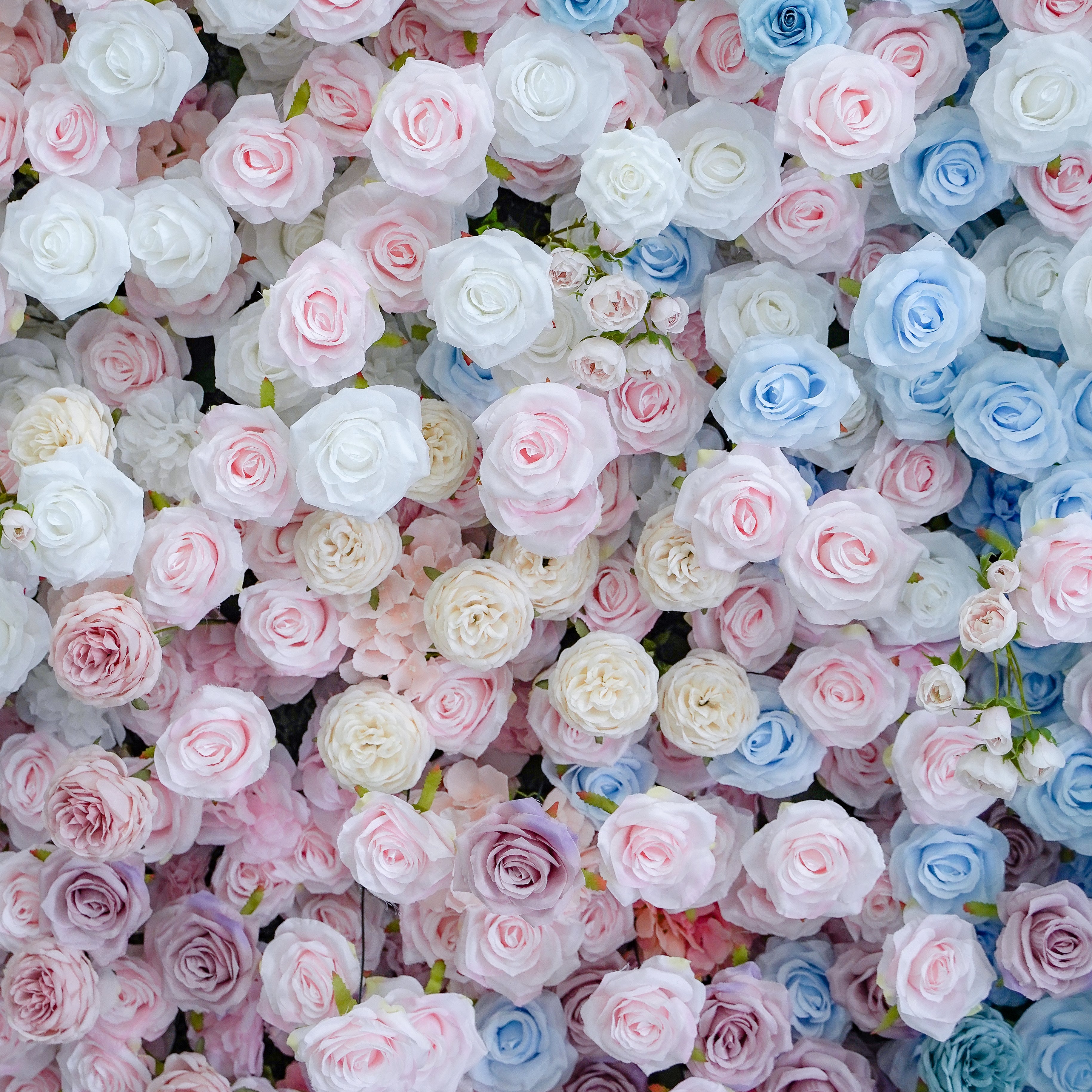 Mancina:Gender Review 5D Fabric Artificial rolling up curtain flower wall Rose Morning