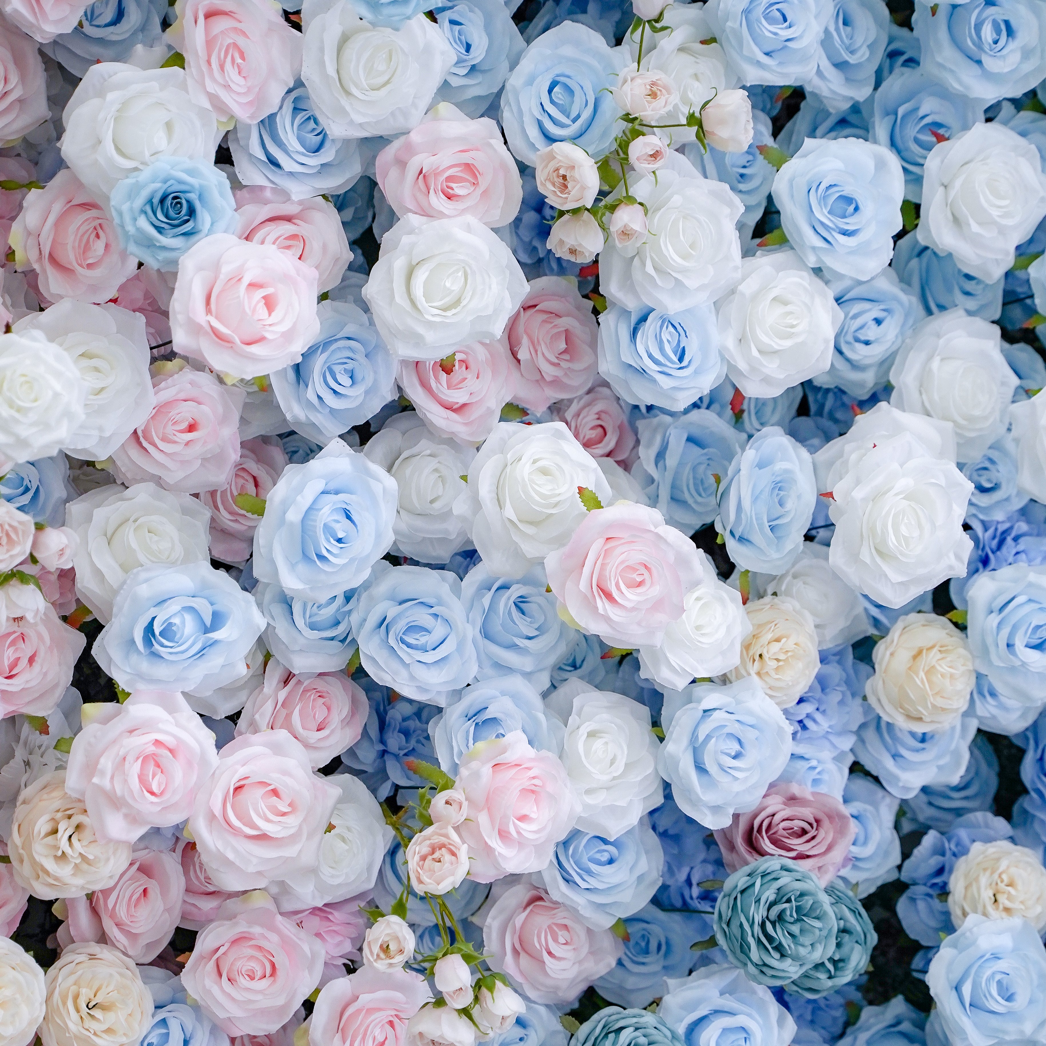 Mancina:Gender Review 5D Fabric Artificial rolling up curtain flower wall Rose Morning