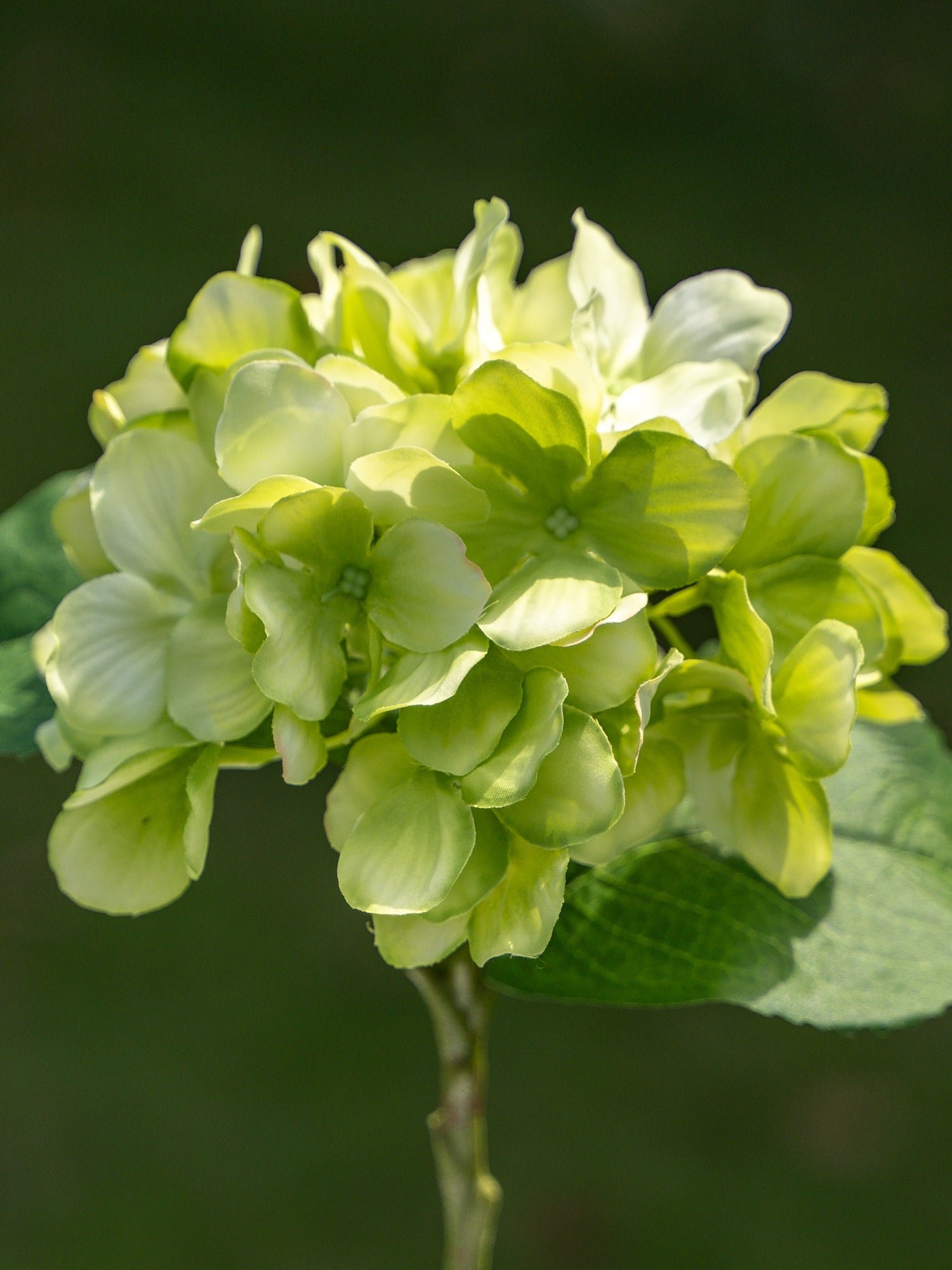 Single-headed Hydrangea (Green)-18" Tall