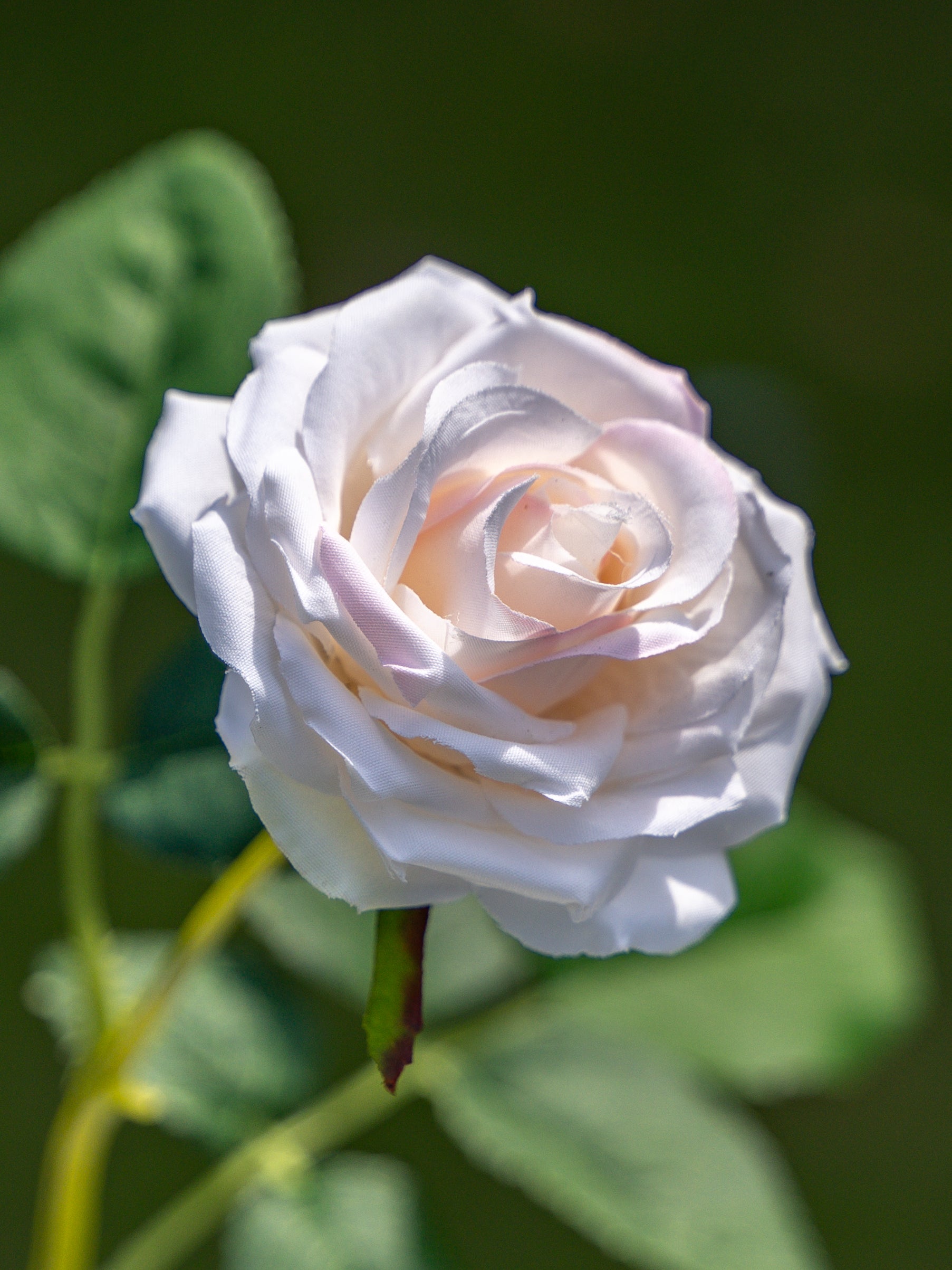 Curled Small Rose (Champagne)-17.8" Tall