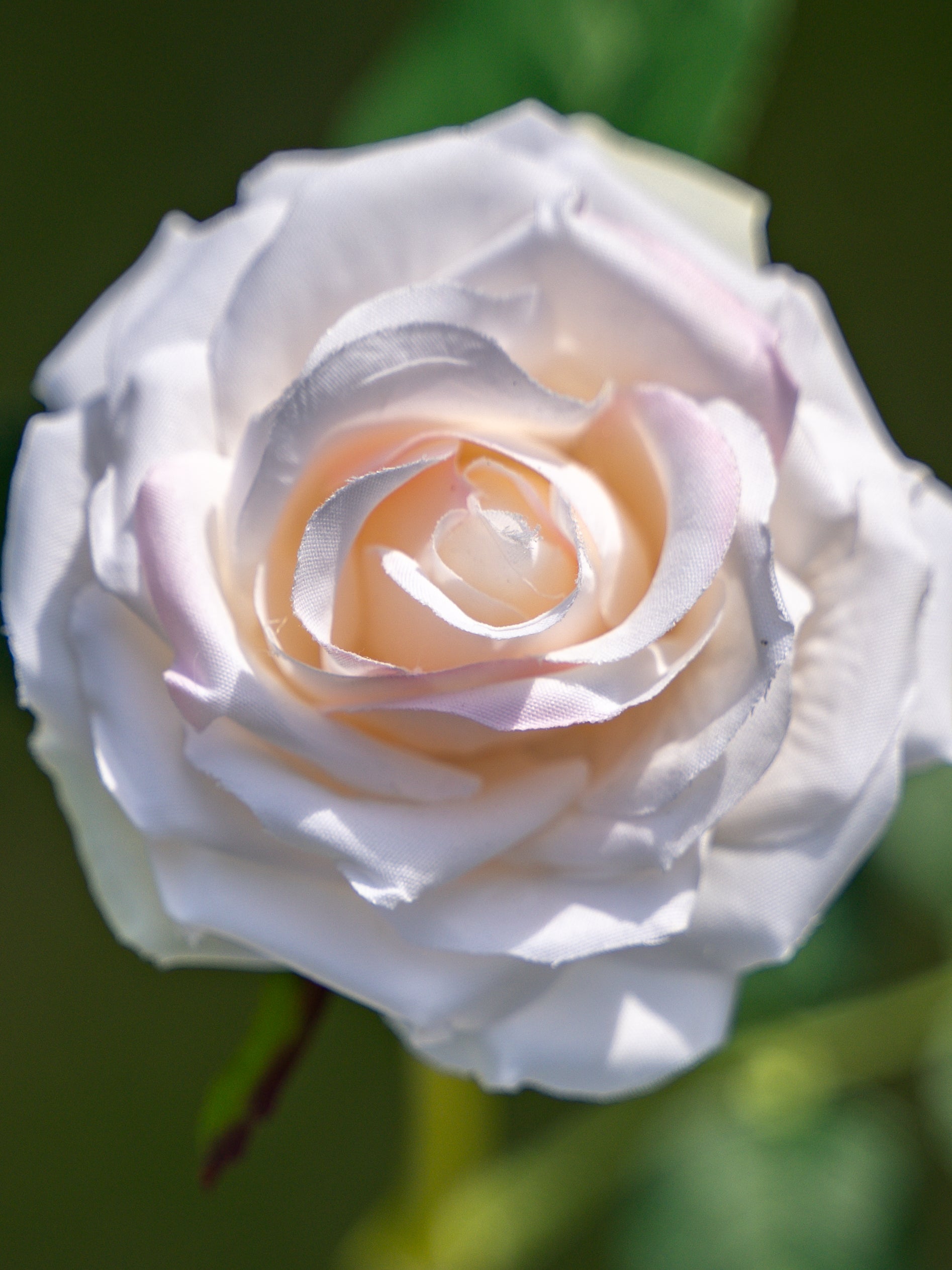 Curled Small Rose (Champagne)-17.8" Tall