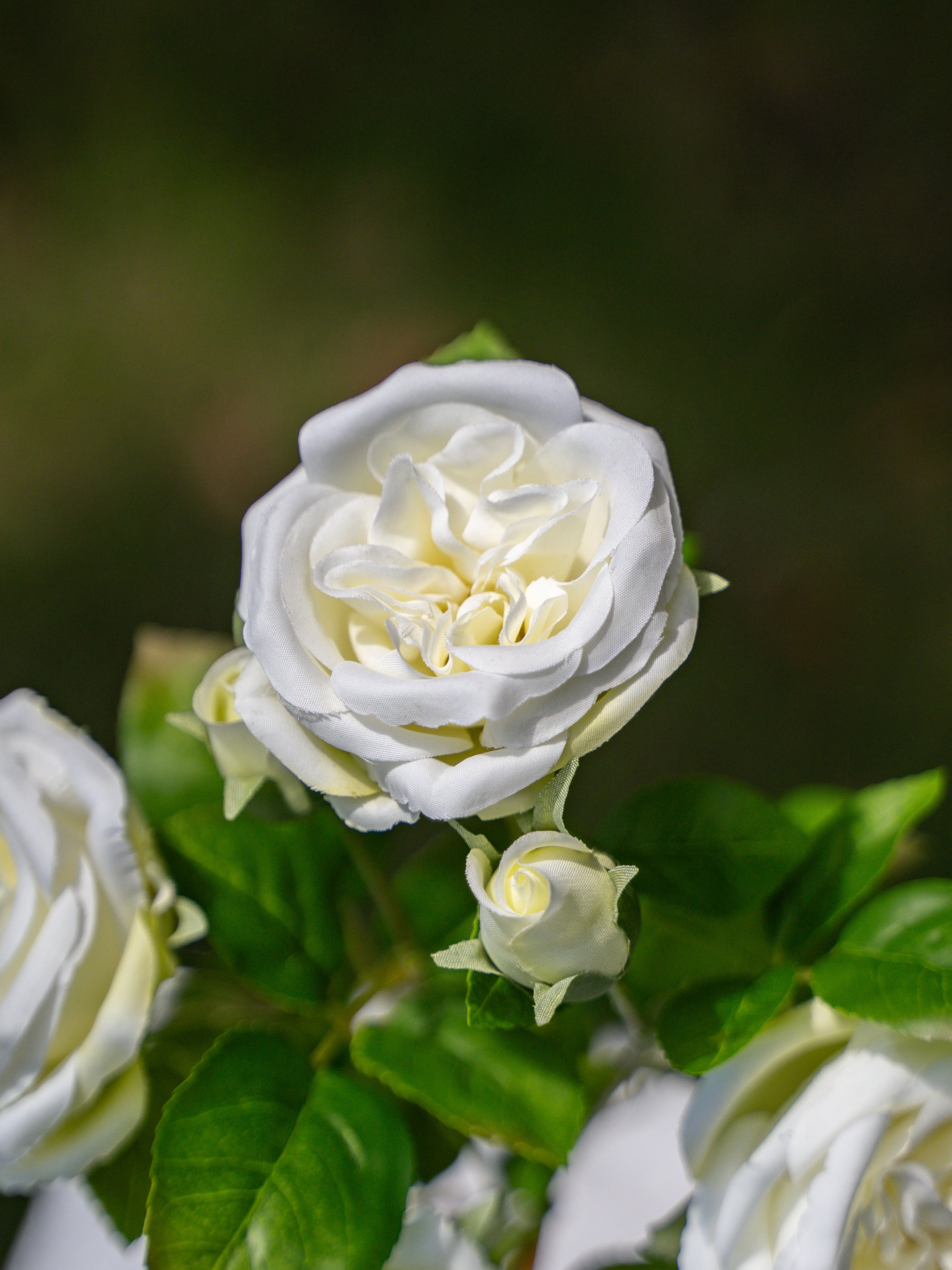 David Austin Spray Roses (White)-22" Tall