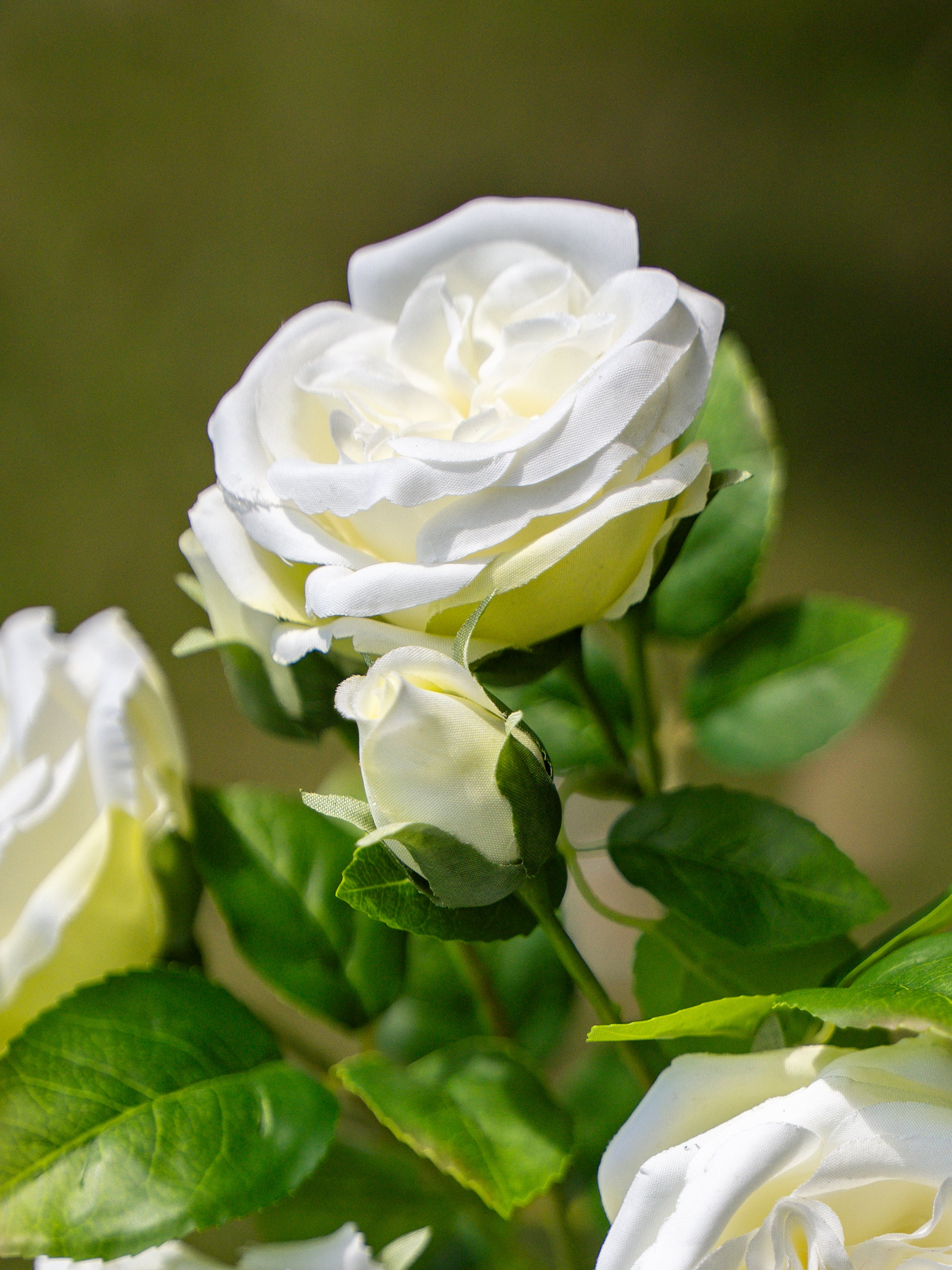 David Austin Spray Roses (White)-22" Tall