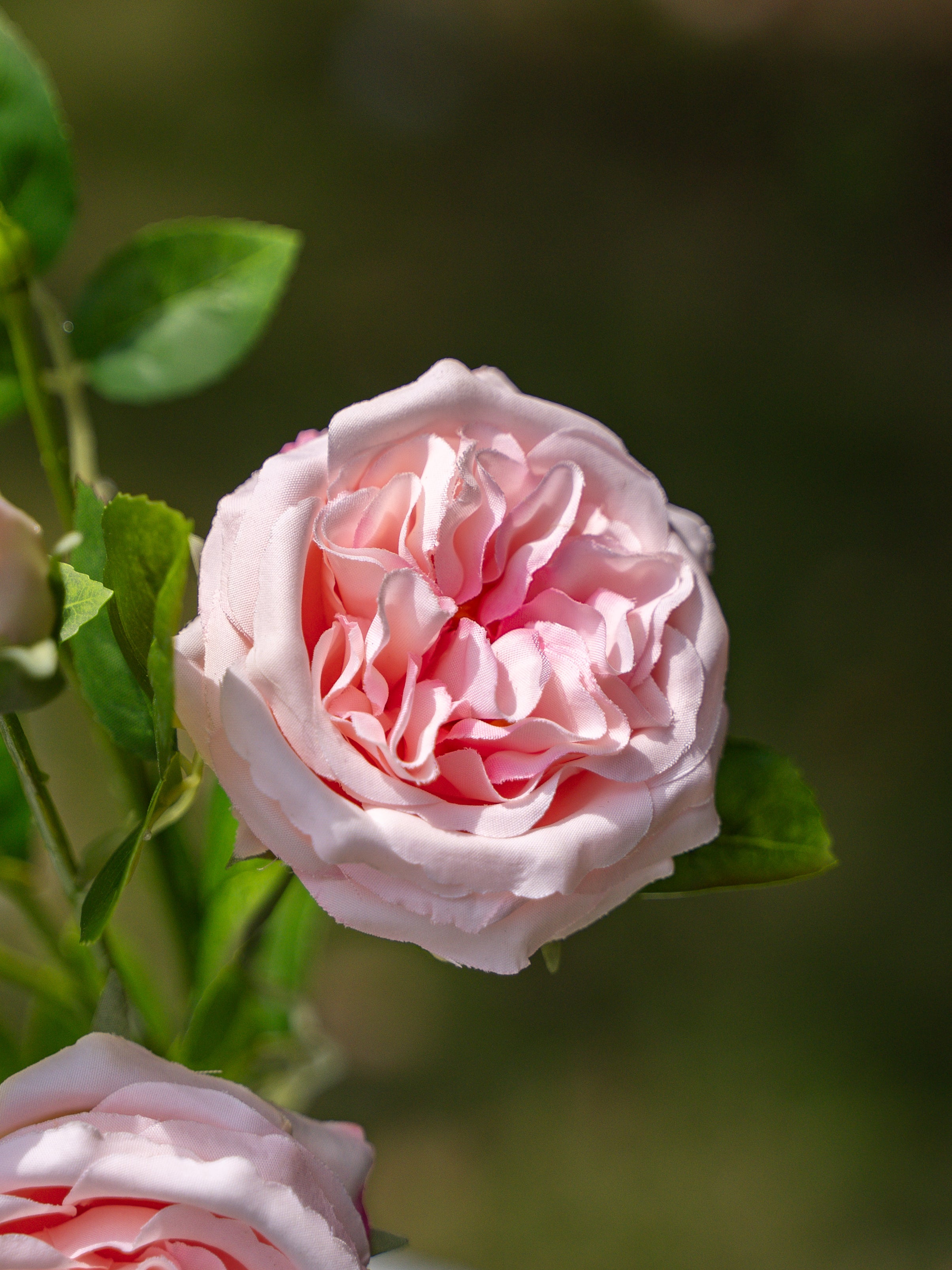 David Austin Spray Roses (Pink)-22" Tall