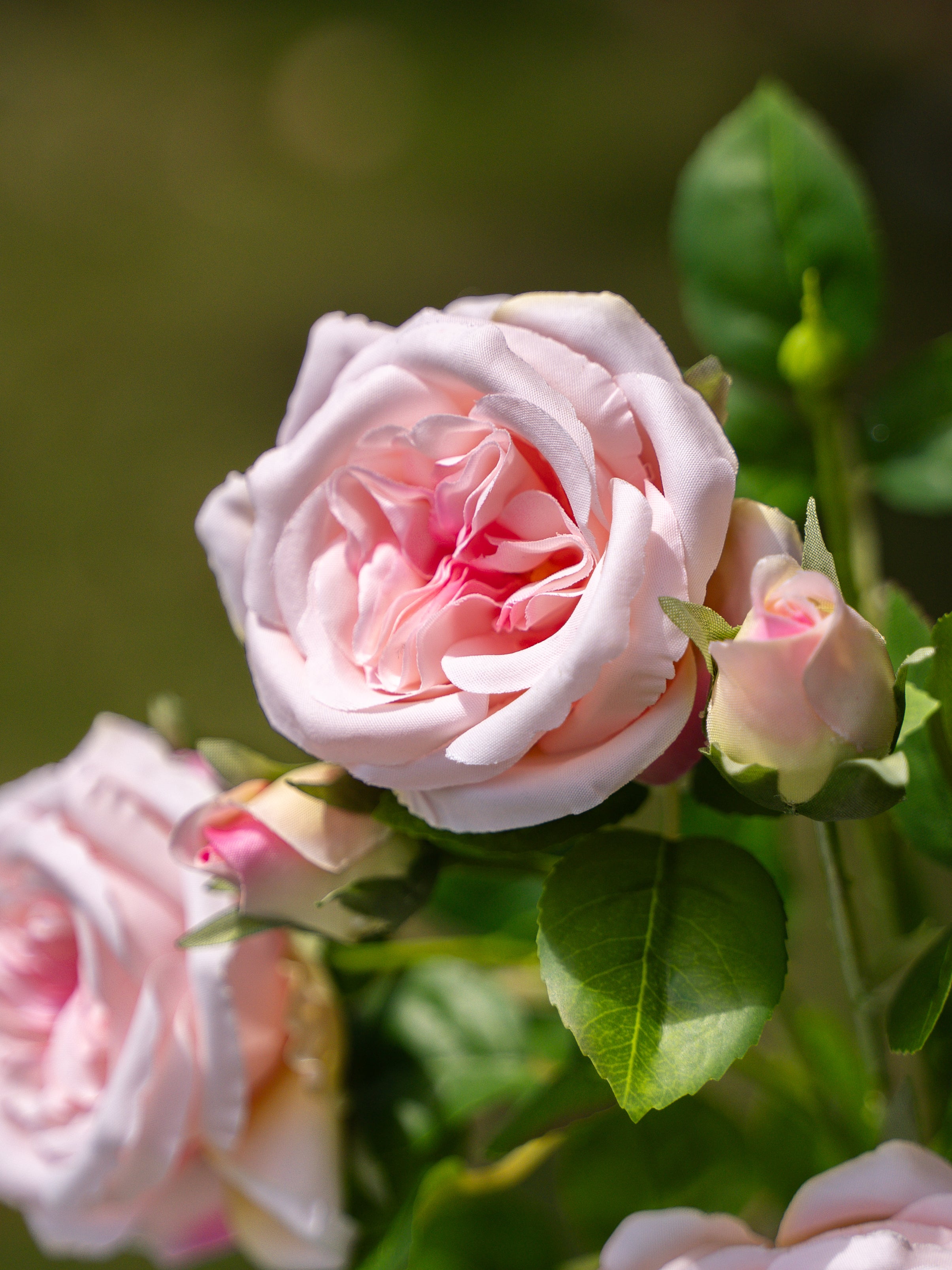 David Austin Spray Roses (Pink)-22" Tall