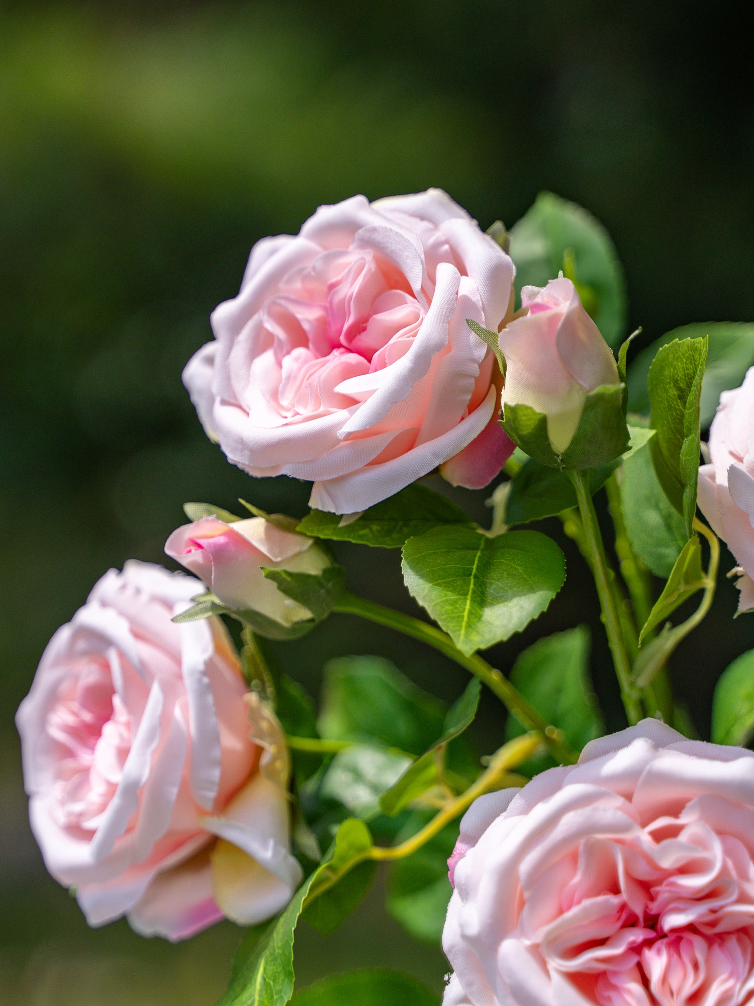David Austin Spray Roses (Pink)-22" Tall