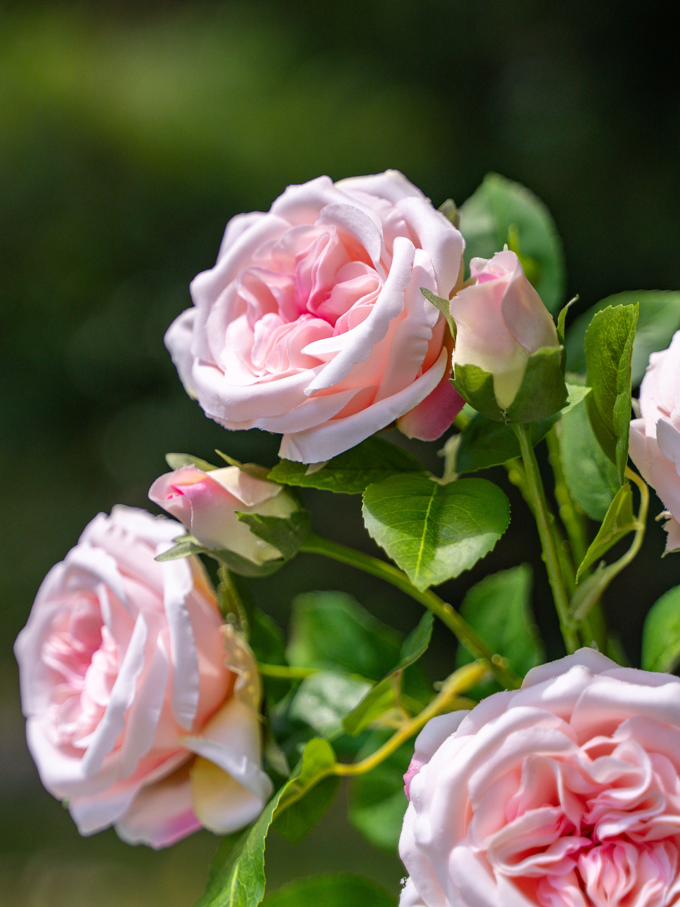 David Austin Spray Roses (Pink)-22" Tall