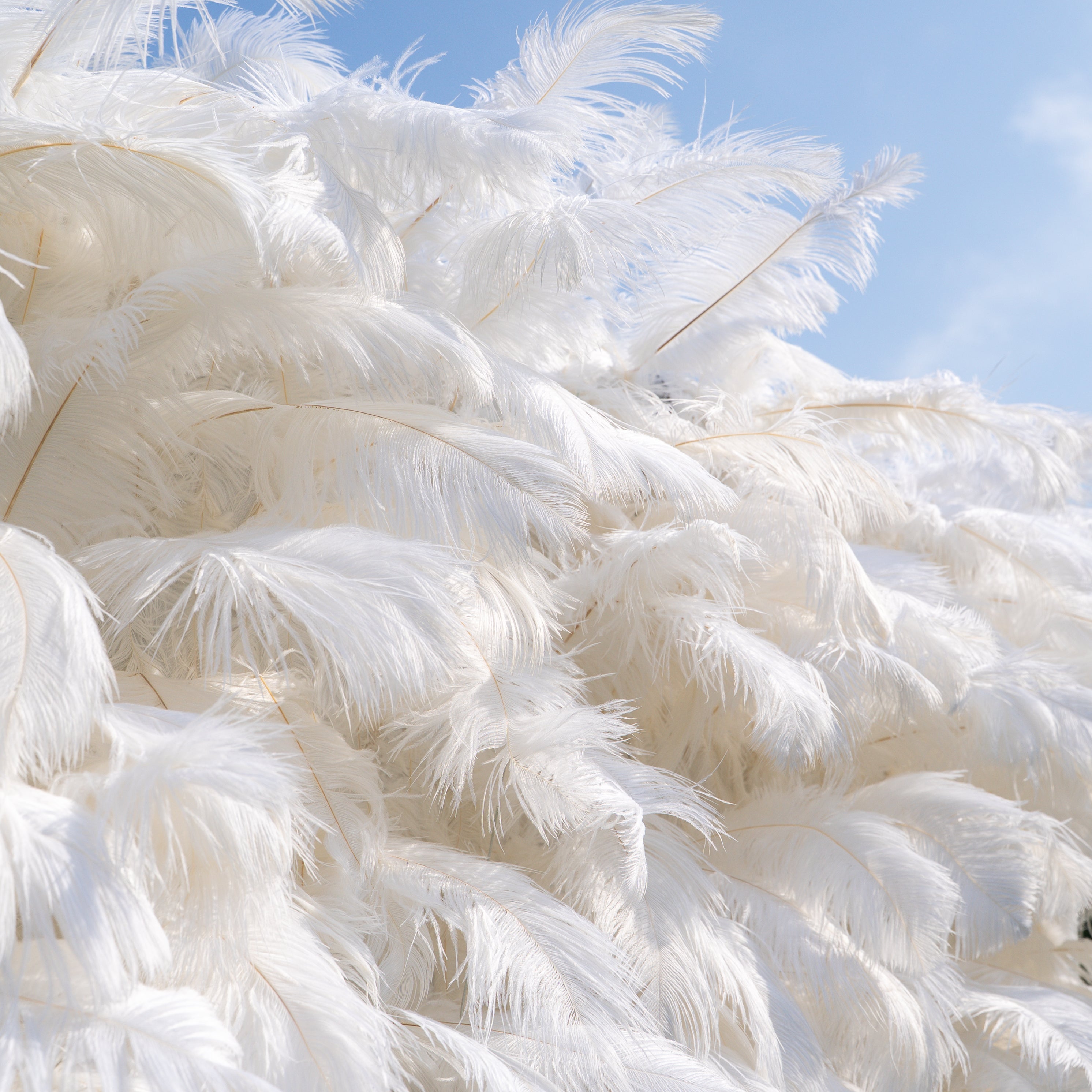 White Feather 2025:5D Fabric Artificial rolling up curtain flower wall