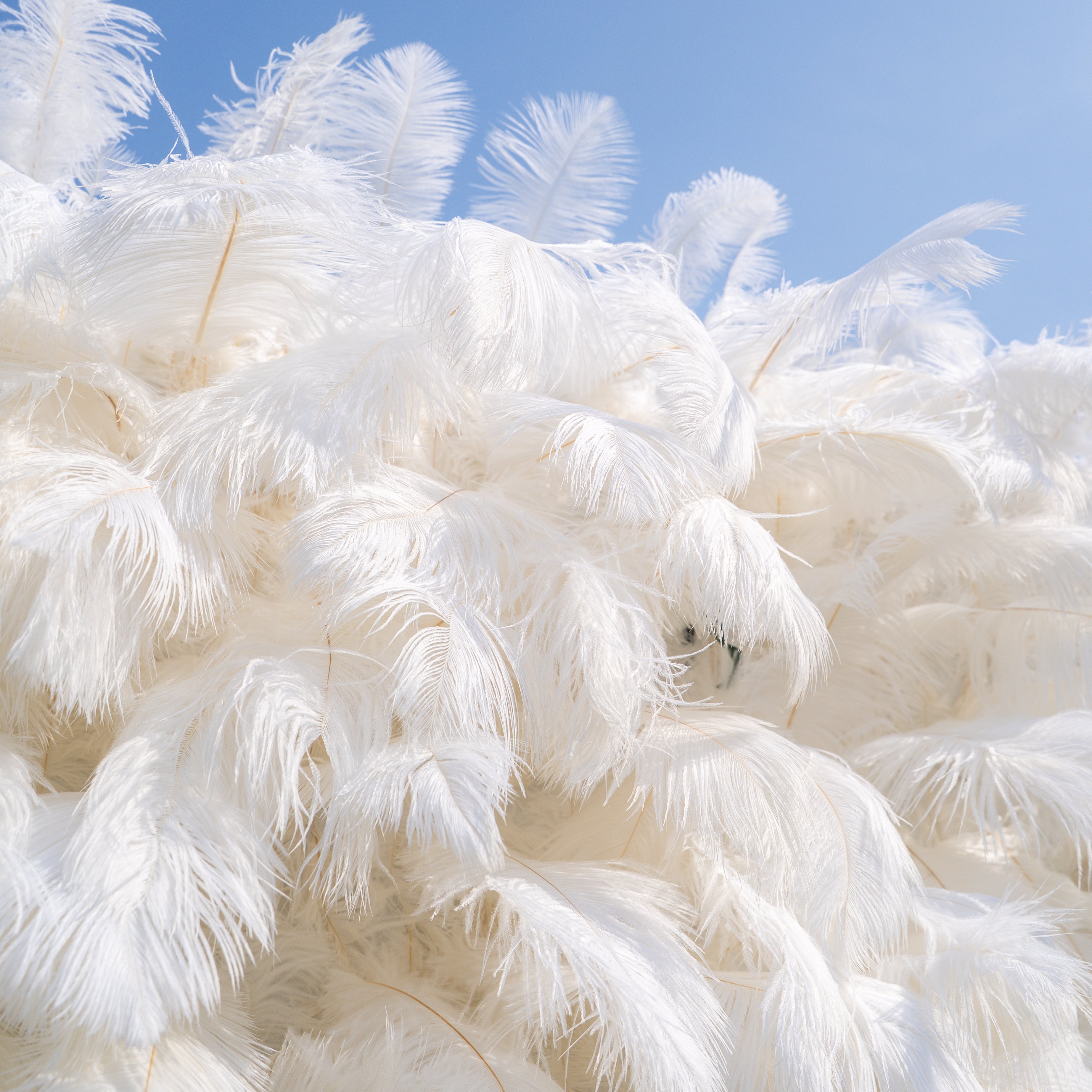 White Feather 2025:5D Fabric Artificial rolling up curtain flower wall