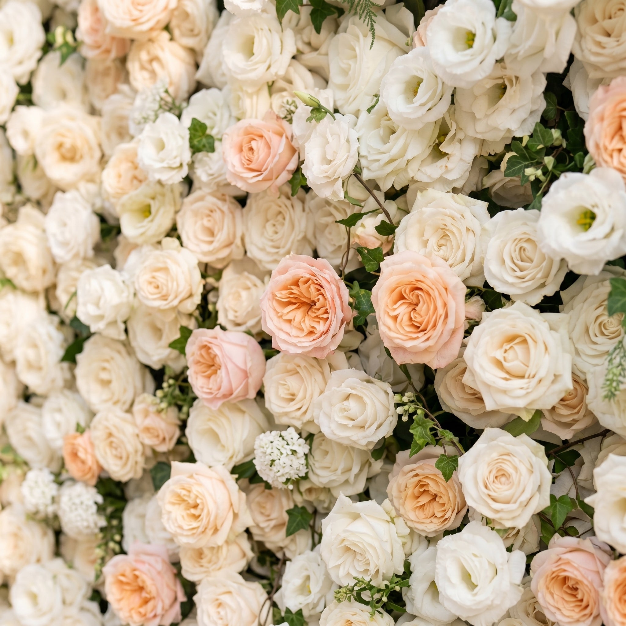 Karellora:5D Cream Ivory White Silk Rose Flower Wall Roll-Up Fabric Backdrop with Soft Peach Accents for Romantic Weddings & Proposals