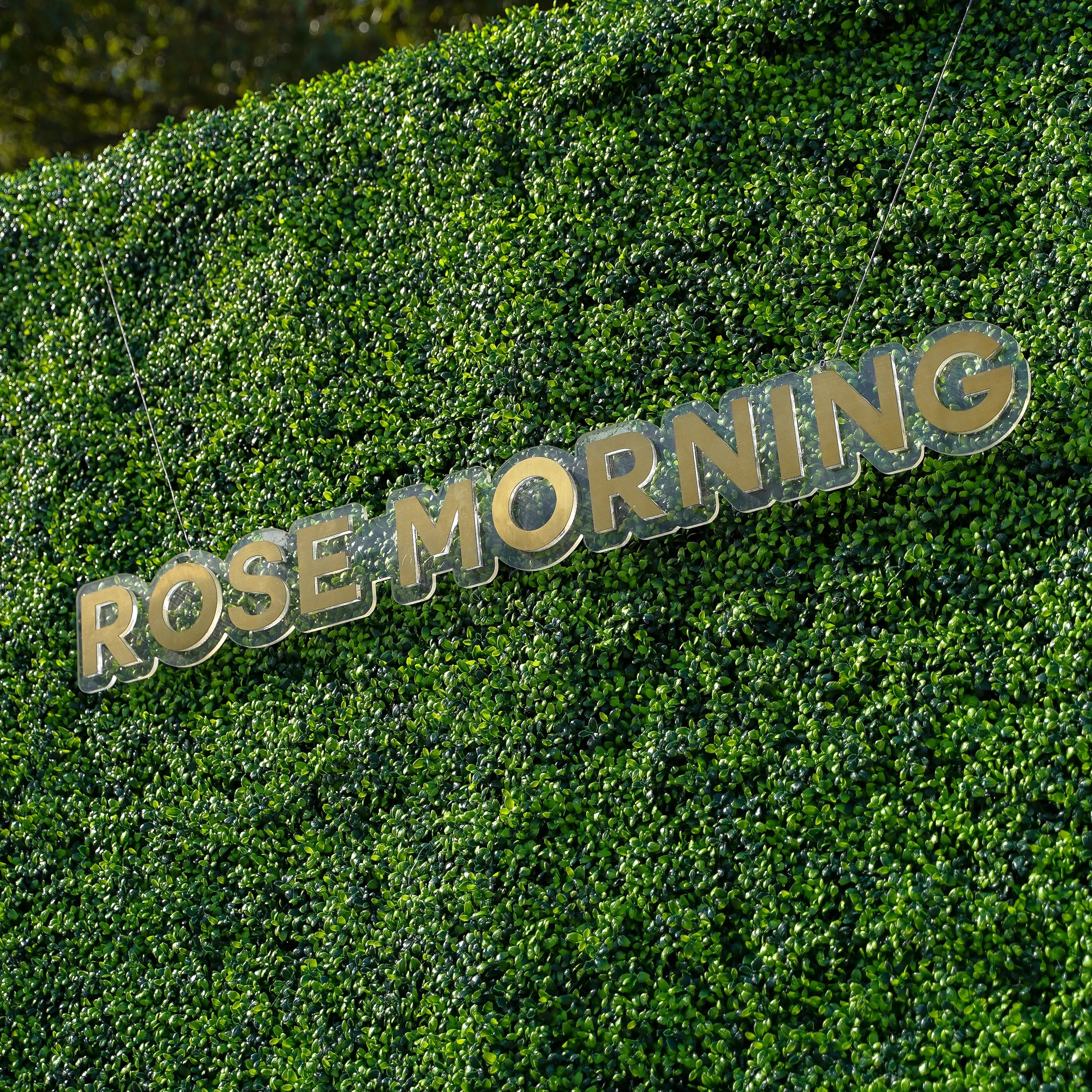 Lucky:2D Fabric Artificial rolling up curtain flower wall Rose Morning