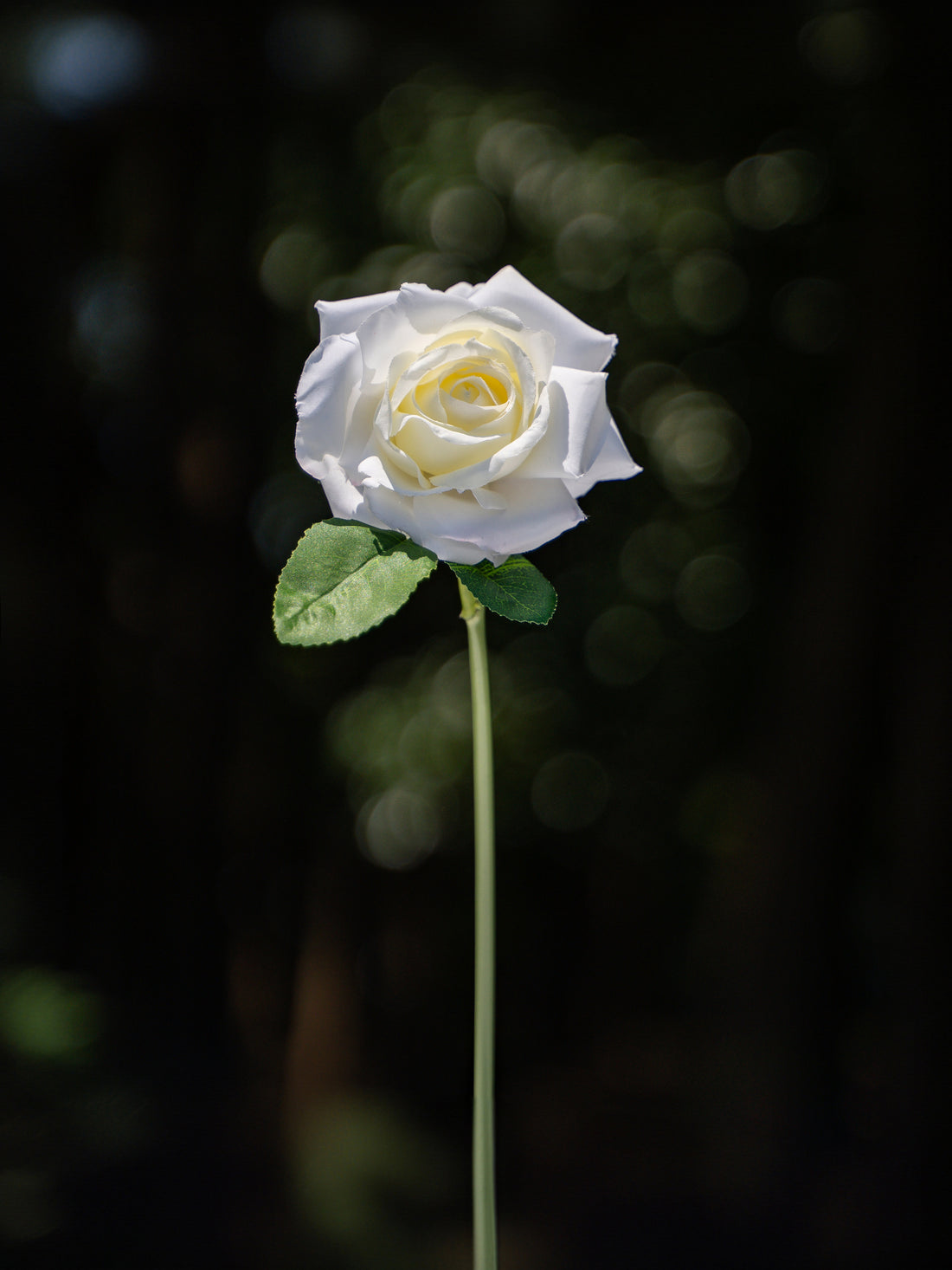 Hybrid Tea rose (White)-11.4" Tall