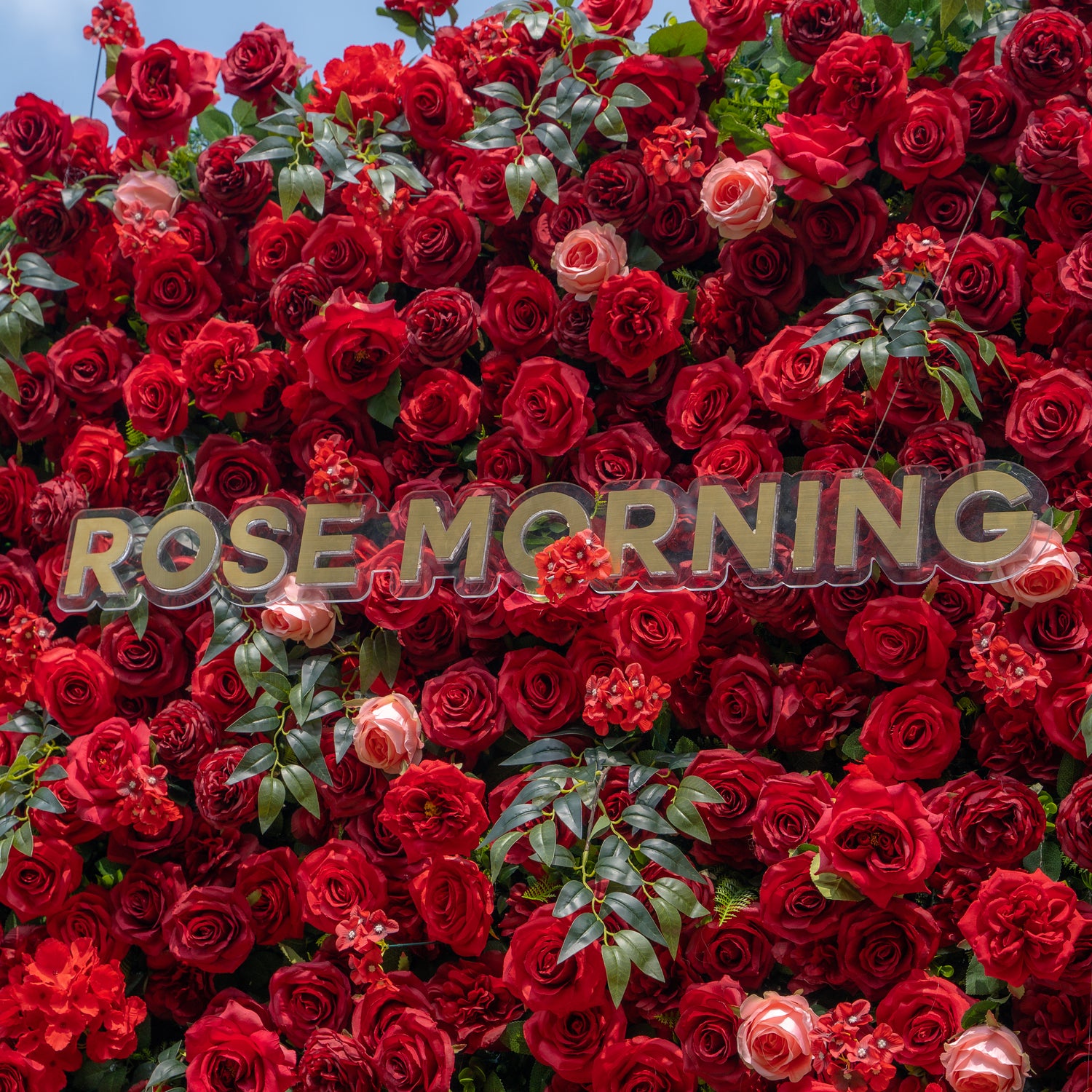 Aileen:5D Fabric Artificial rolling up curtain flower wall (Ship Now from USA) Rose Morning