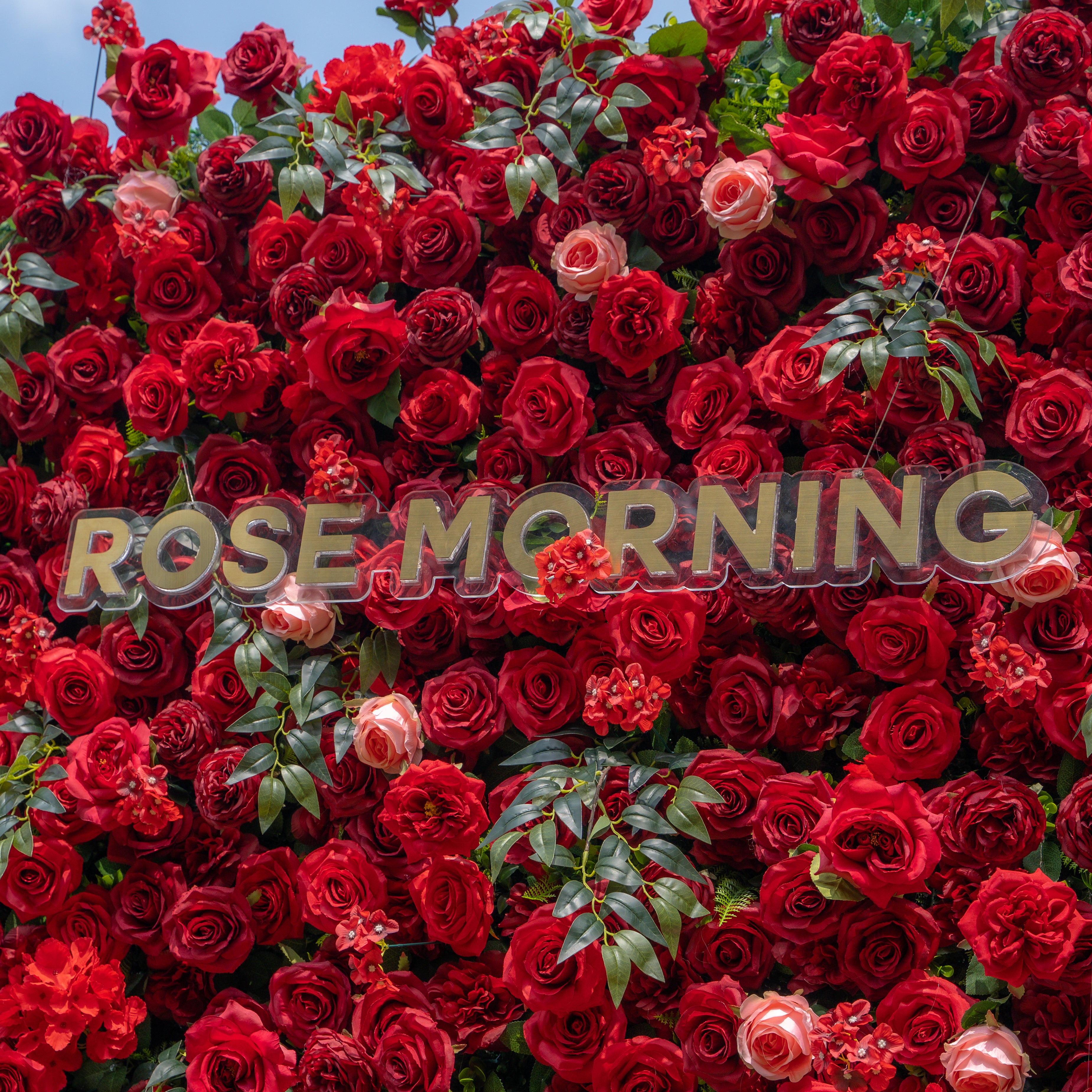 Aileen:5D Fabric Artificial rolling up curtain flower wall (Ship Now from USA) Rose Morning