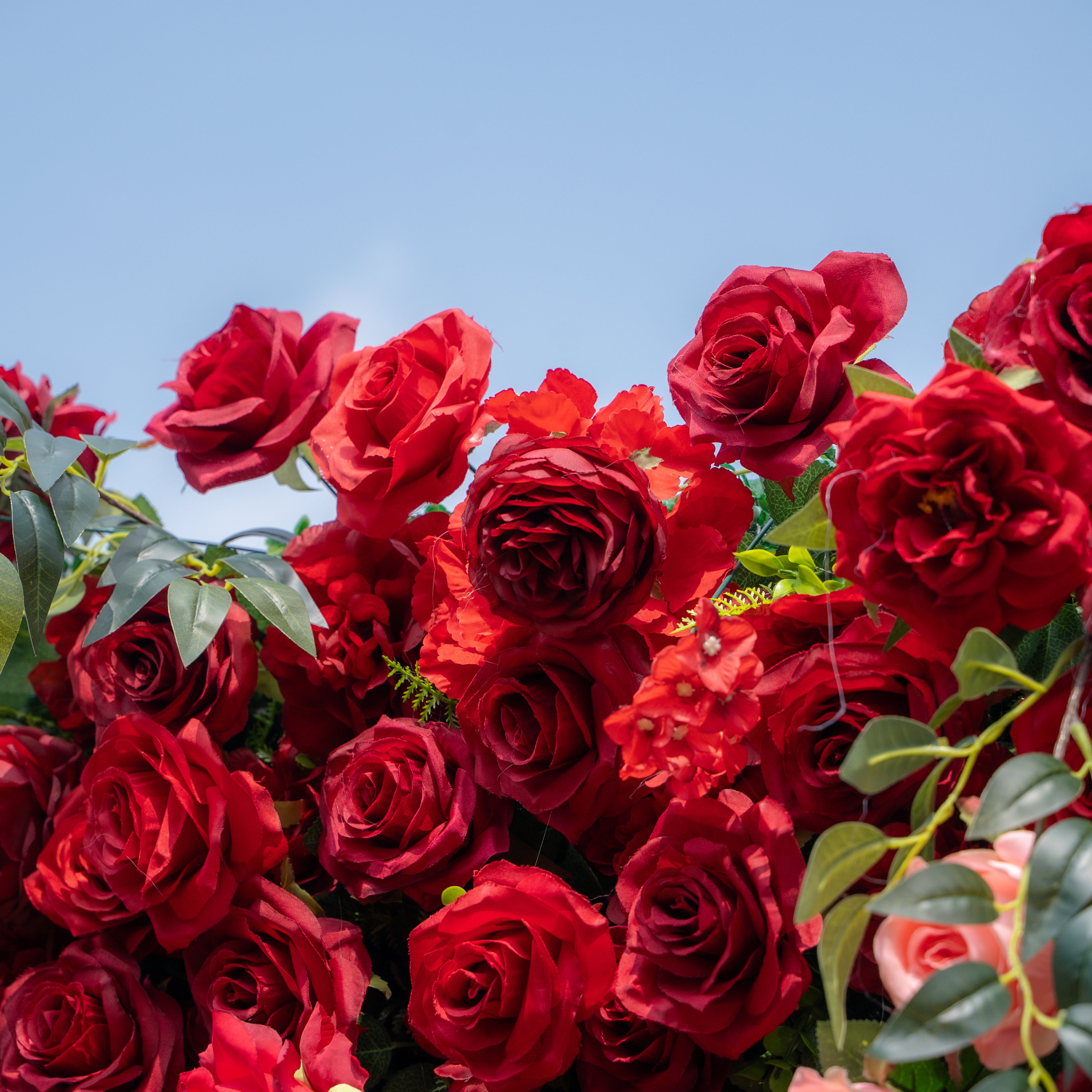 Aileen:5D Fabric Artificial rolling up curtain flower wall (Ship Now from USA) Rose Morning