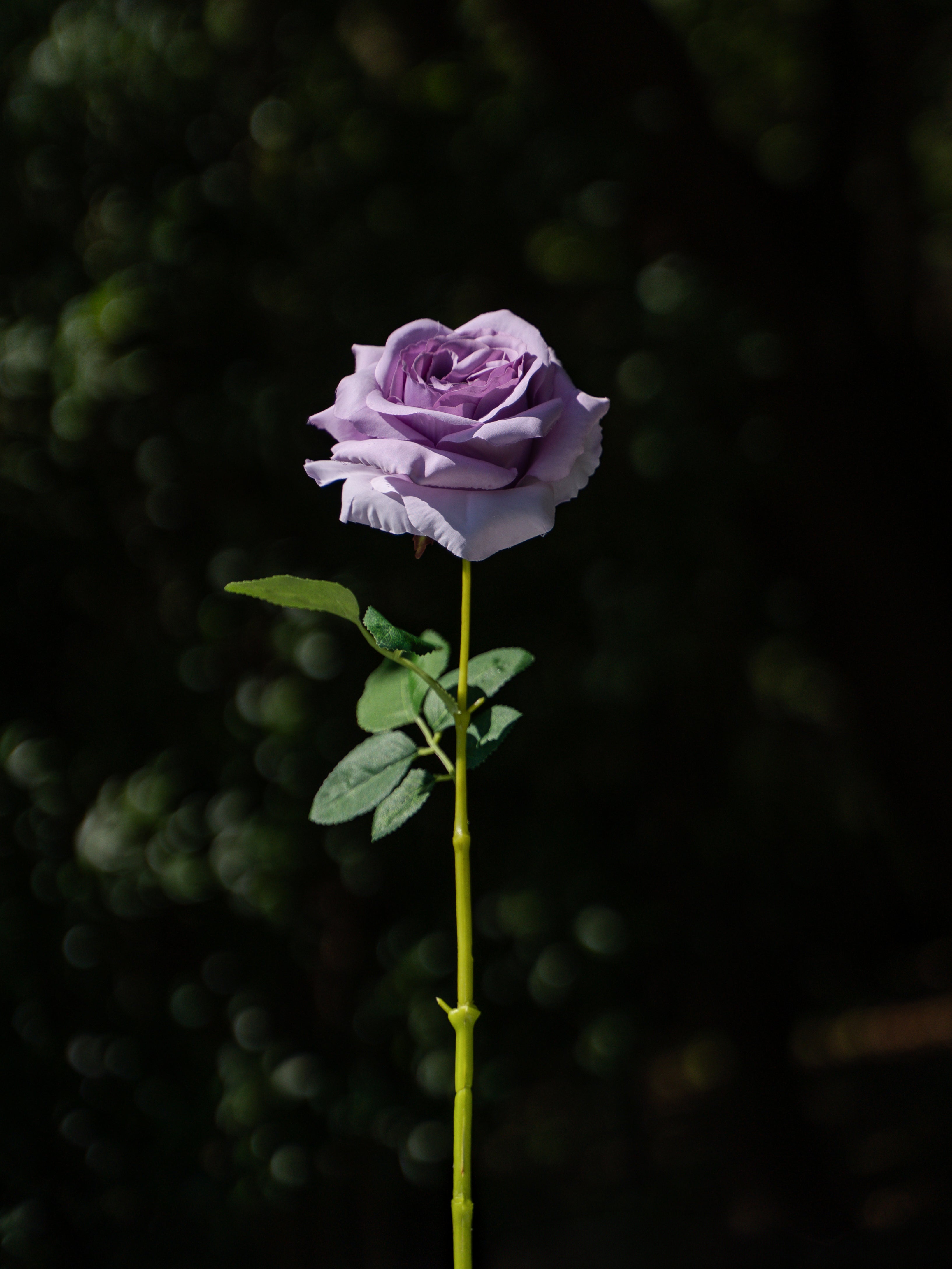 Curled Rose (Purple)-19" Tall
