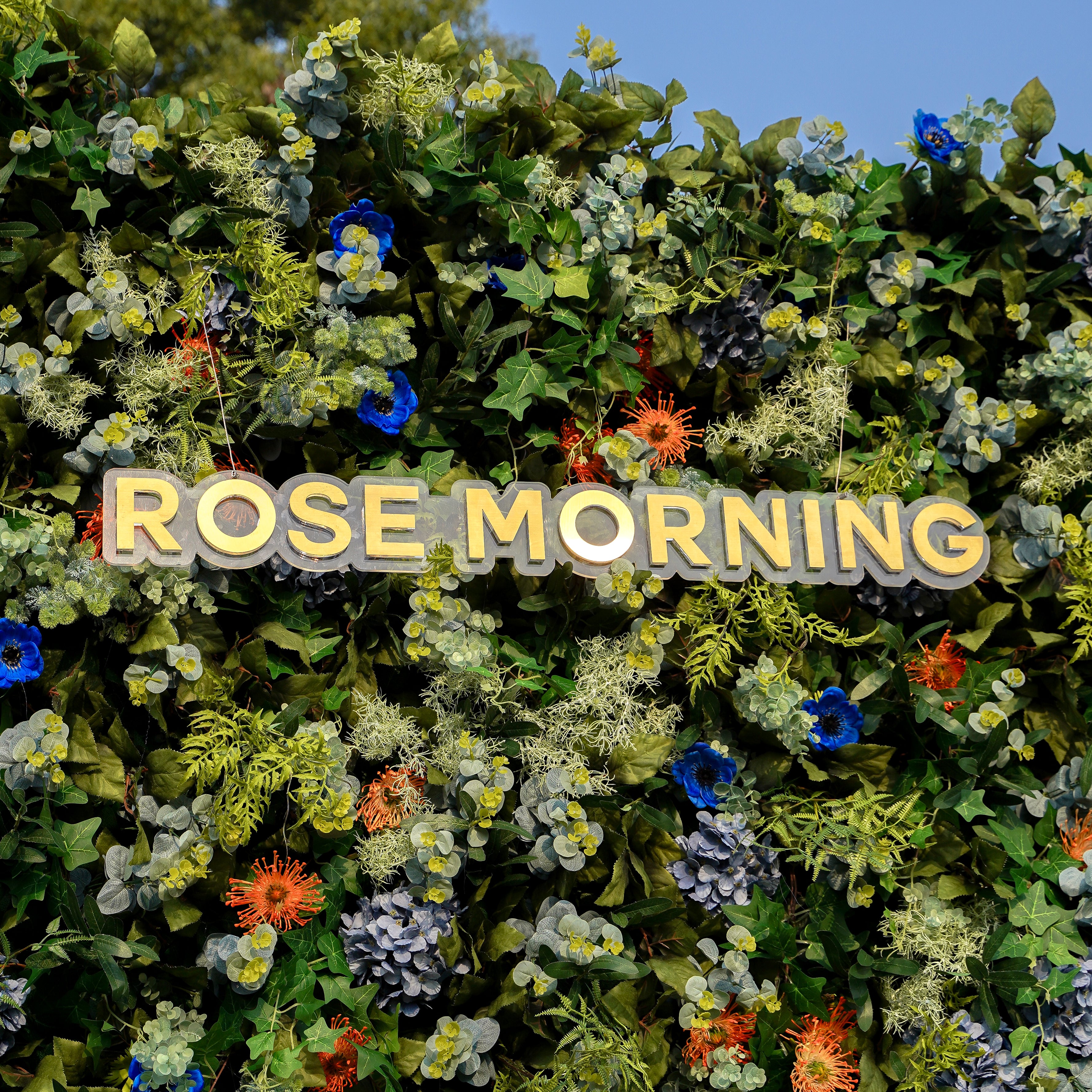 Belle 5D Fabric Artificial rolling up curtain flower wall Rose Morning