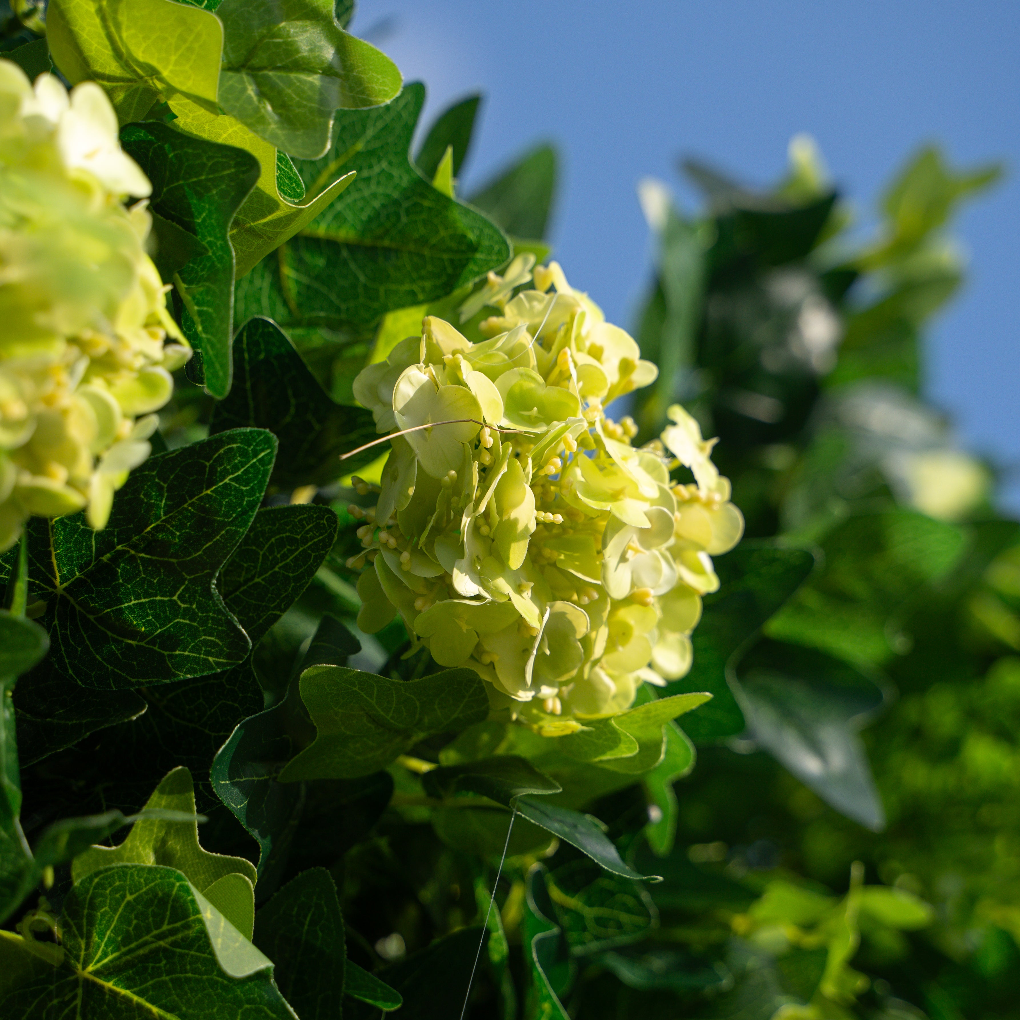 Candor:5D Fabric Artificial rolling up curtain flower wall