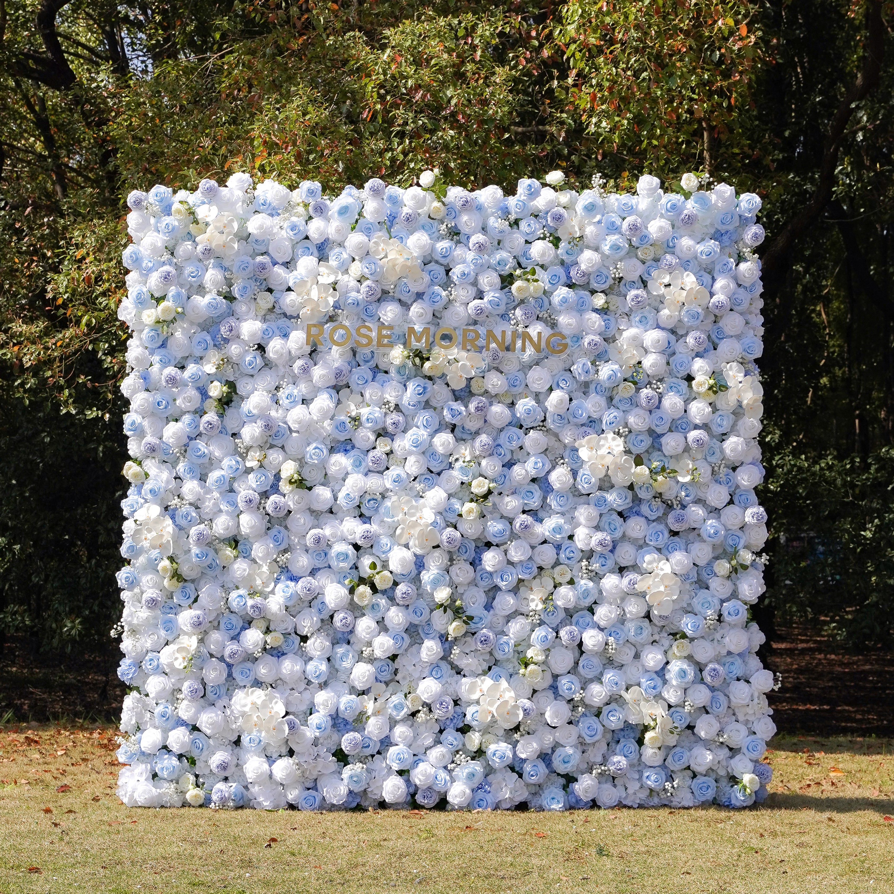 Carlos:5D Fabric Artificial rolling up curtain flower wall Rose Morning
