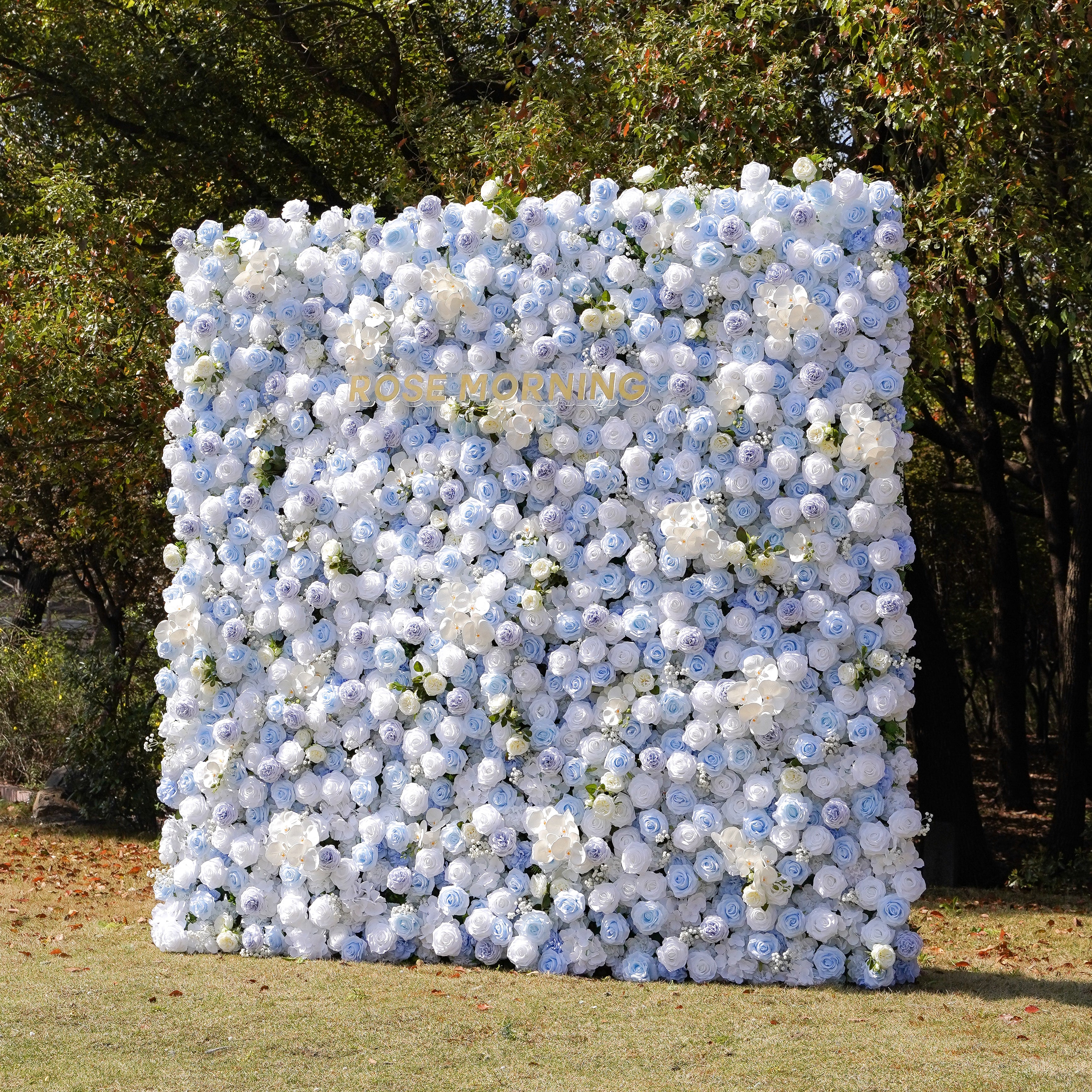 Carlos:5D Fabric Artificial rolling up curtain flower wall Rose Morning