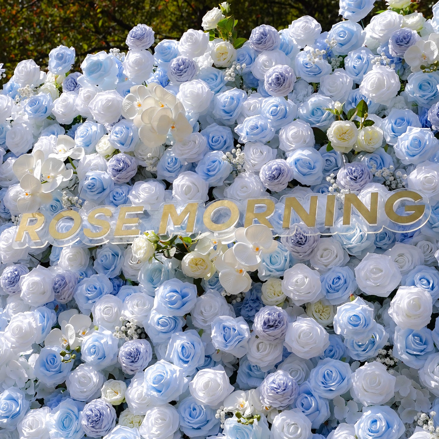 Carlos:5D Fabric Artificial rolling up curtain flower wall Rose Morning
