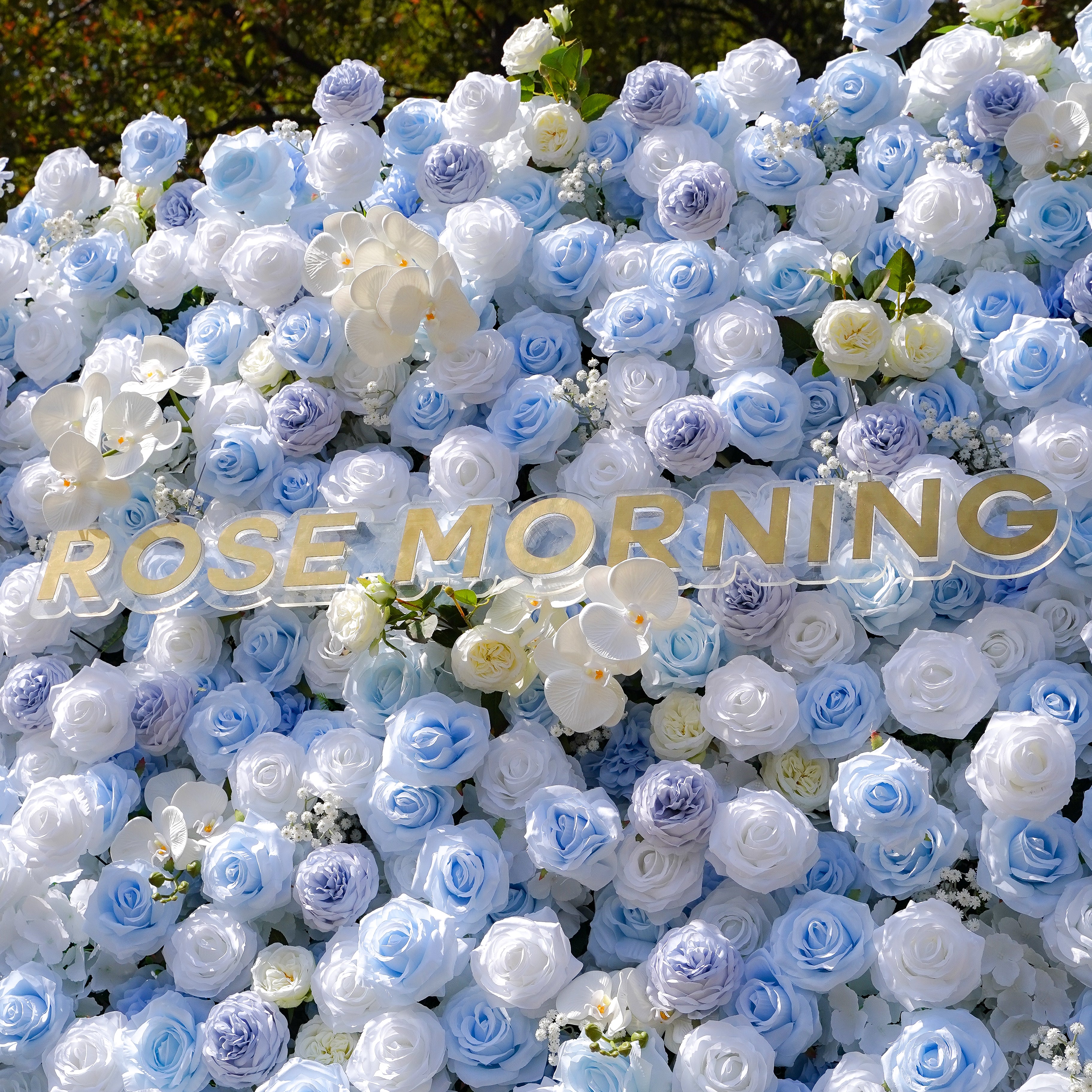 Carlos:5D Fabric Artificial rolling up curtain flower wall Rose Morning