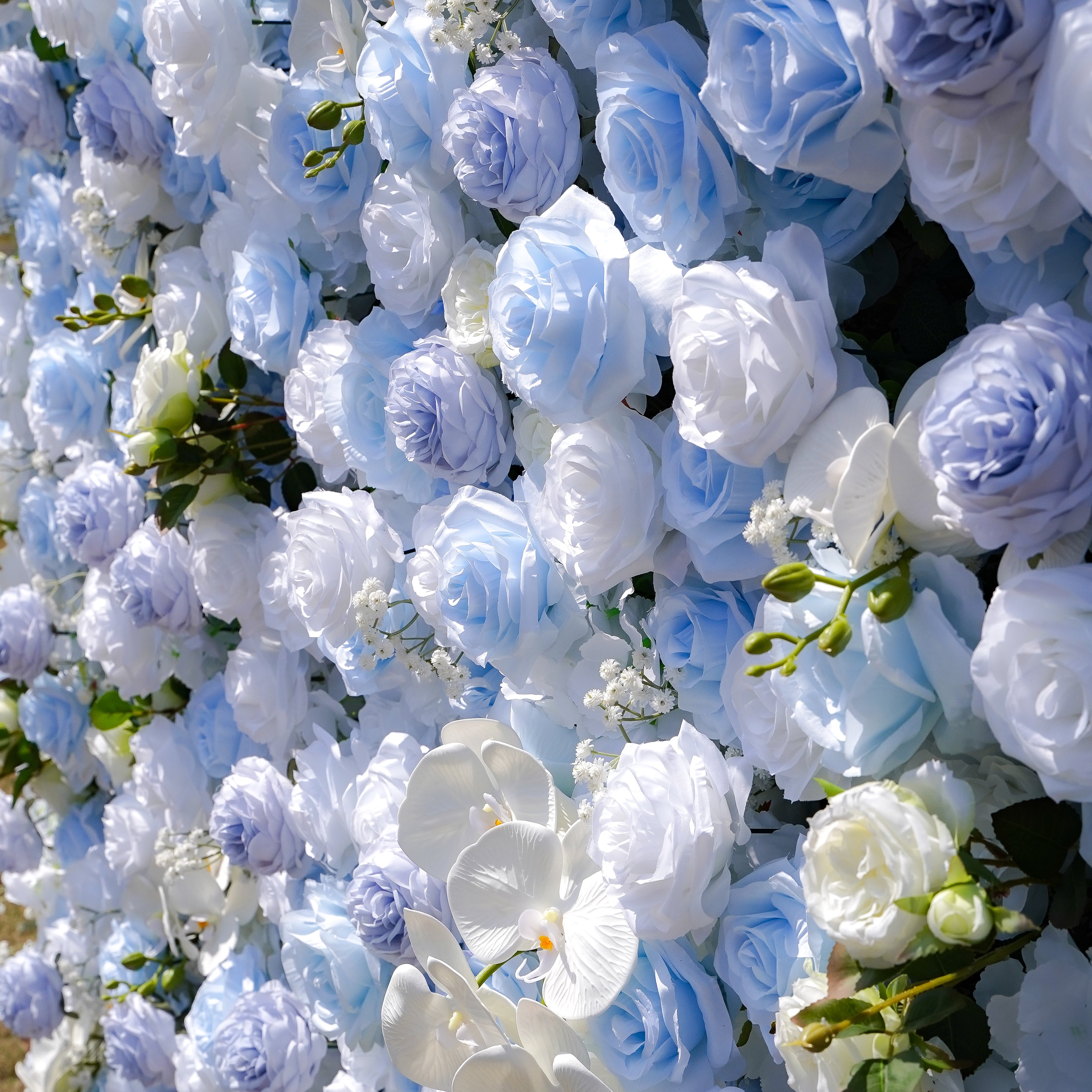 Carlos:5D Fabric Artificial rolling up curtain flower wall Rose Morning