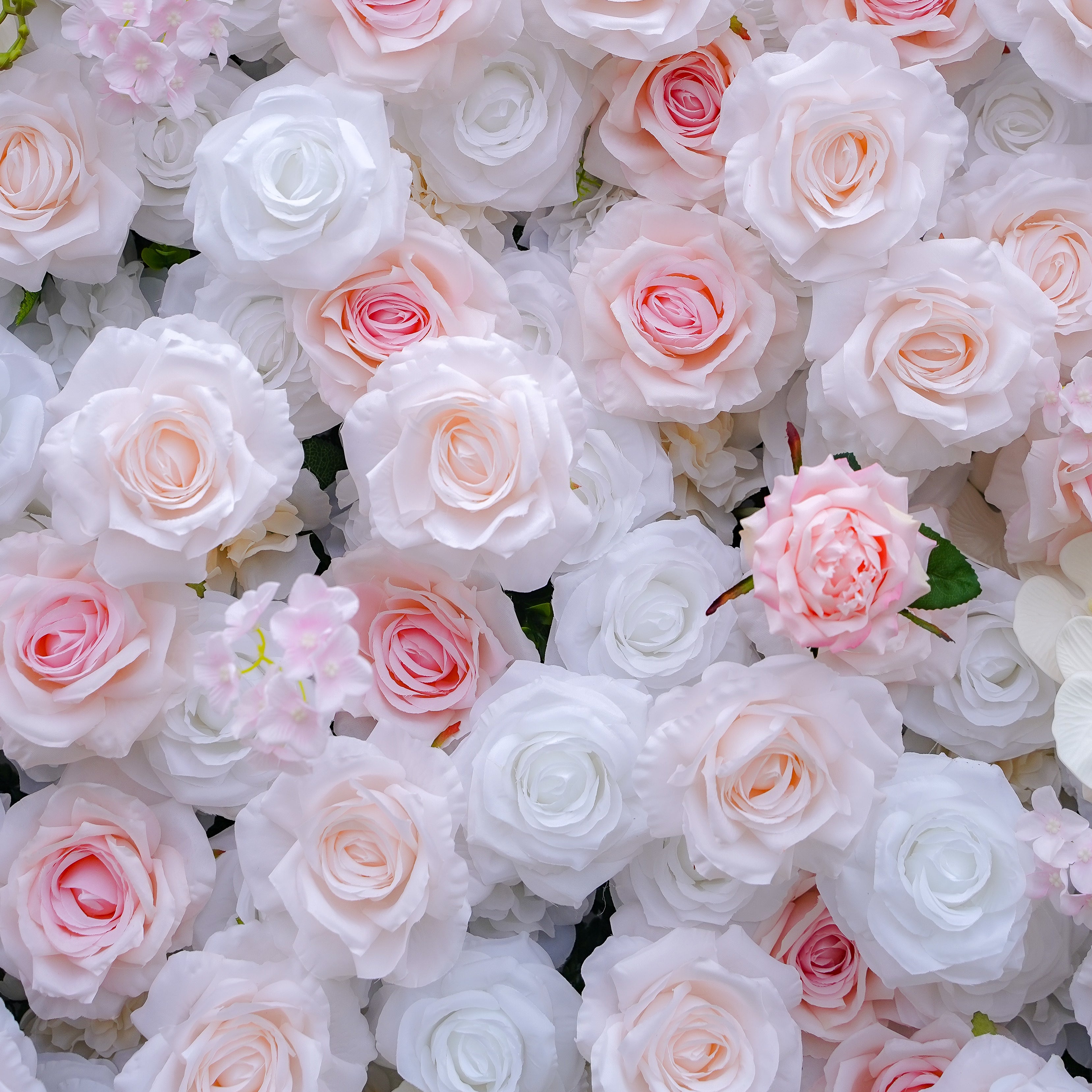 Claudia:5D Fabric Artificial rolling up curtain flower wall Rose Morning