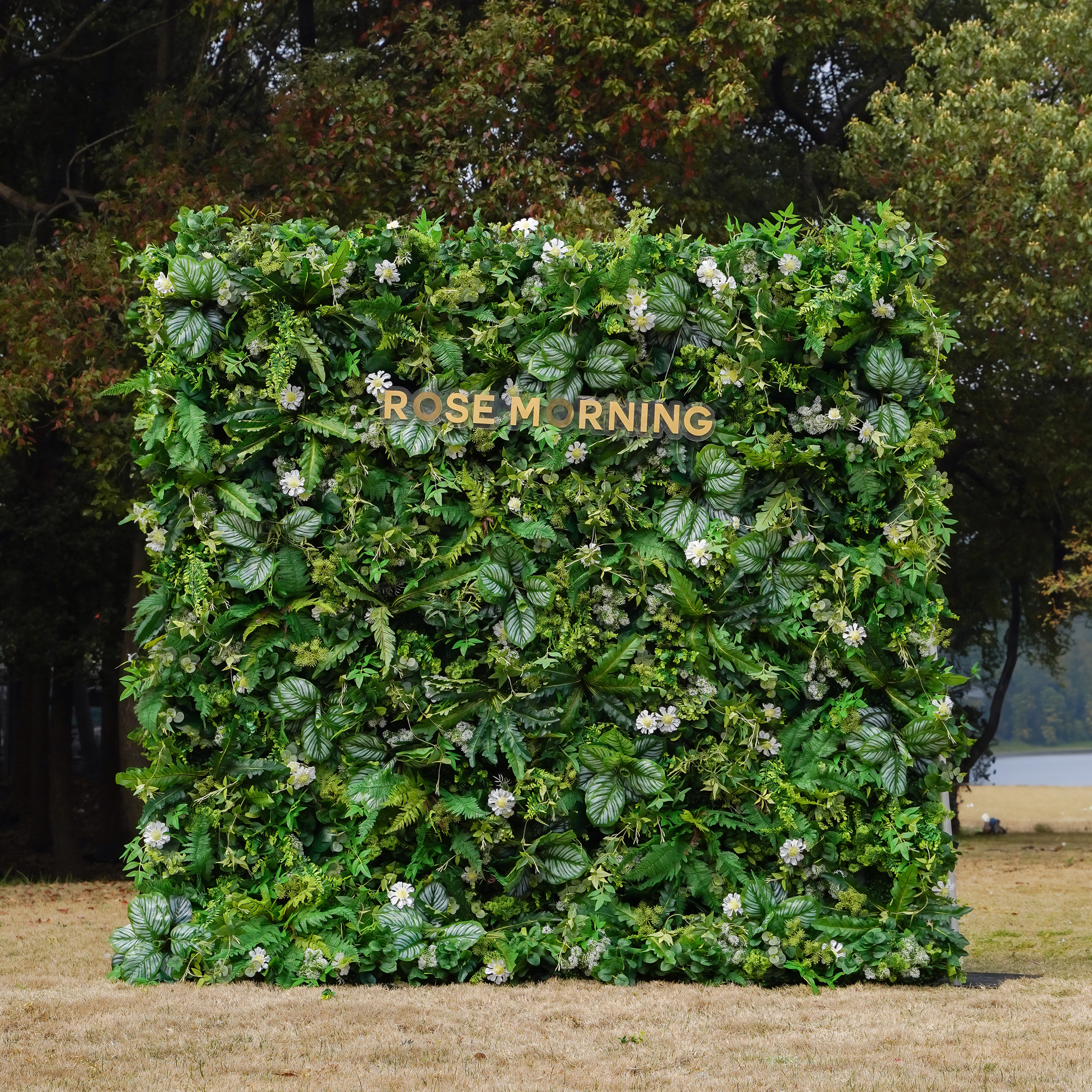 Coral:5D 2023 Fabric Artificial rolling up curtain flower wall Rose Morning