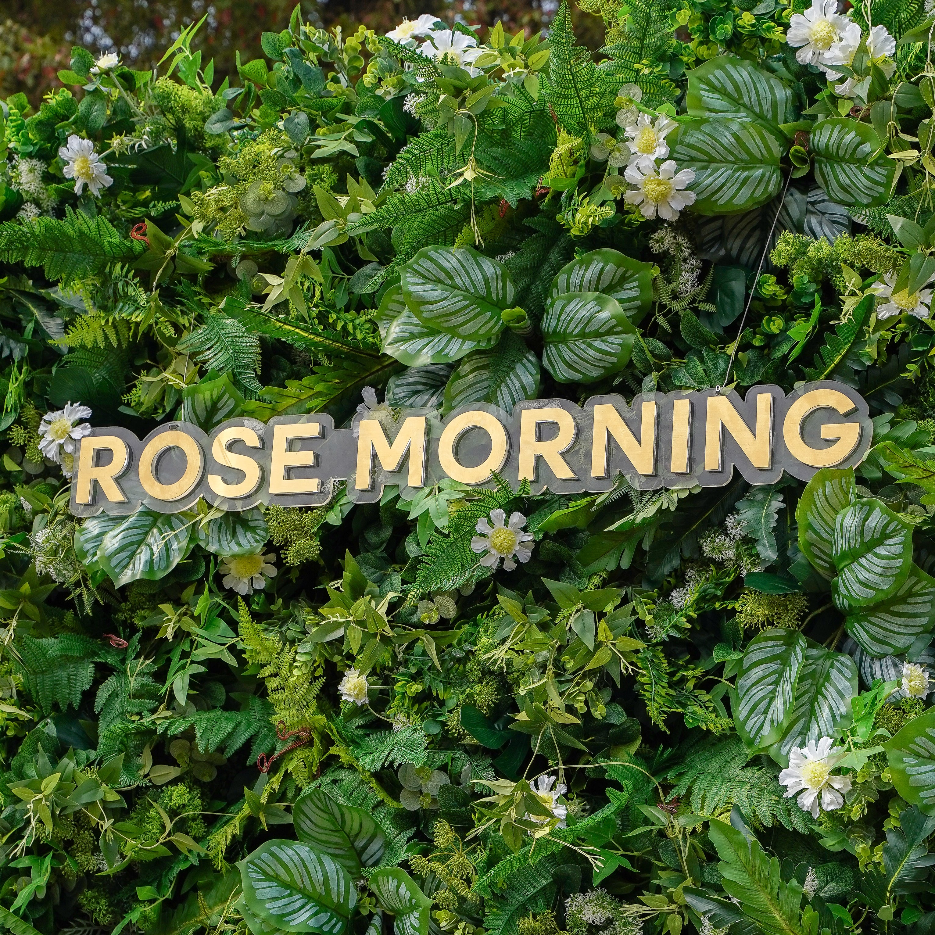 Coral:5D 2023 Fabric Artificial rolling up curtain flower wall Rose Morning