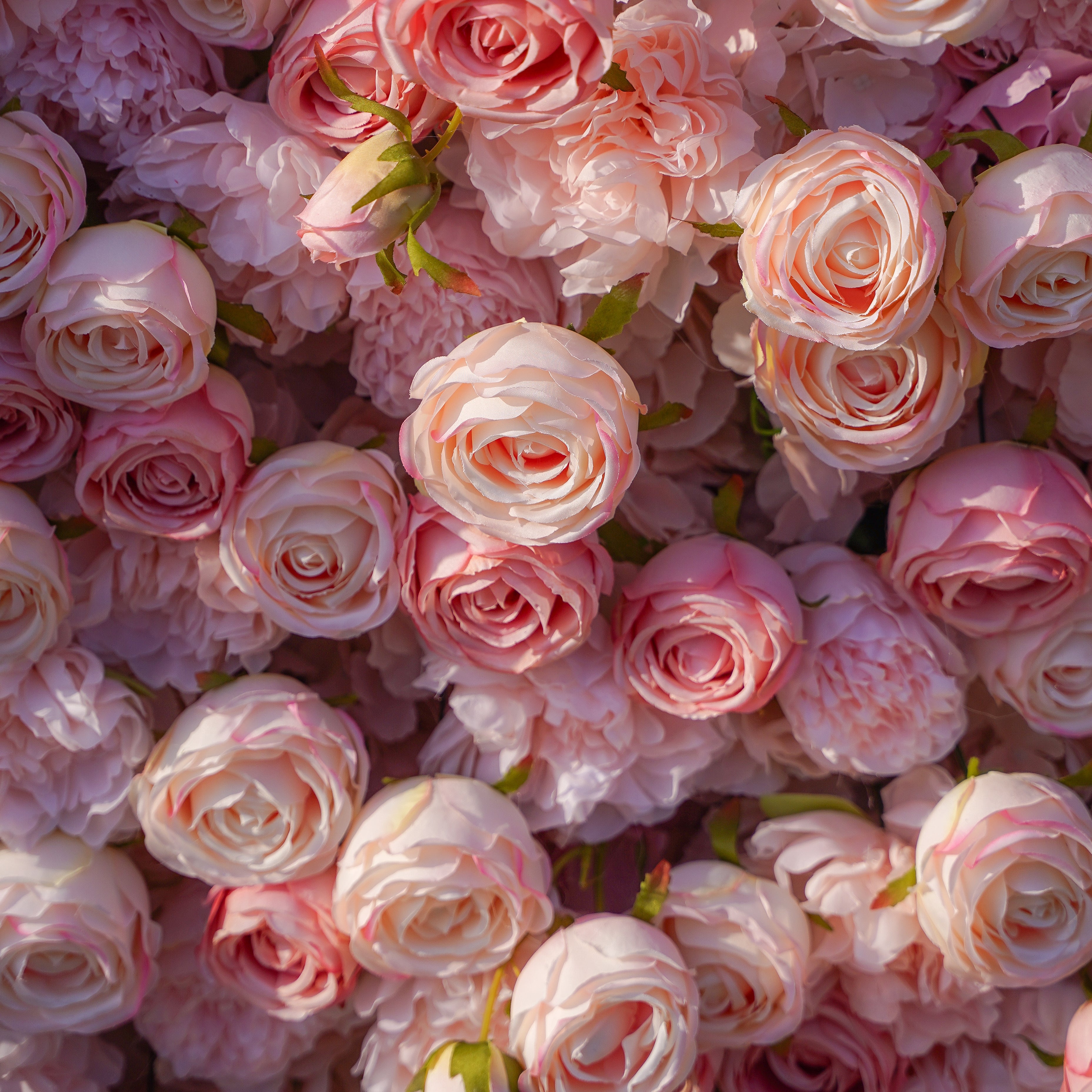 Cyan:5D 2023 Fabric Artificial rolling up curtain flower wall Rose Morning