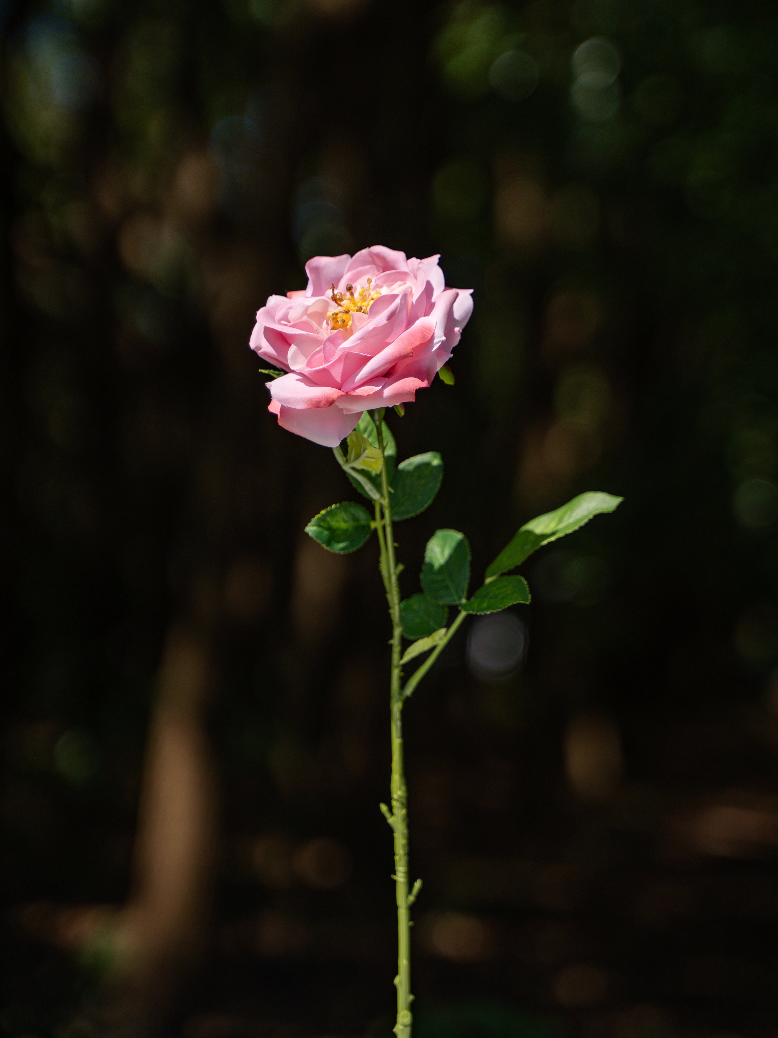 Damask Rose (Purple)-17.8" Tall