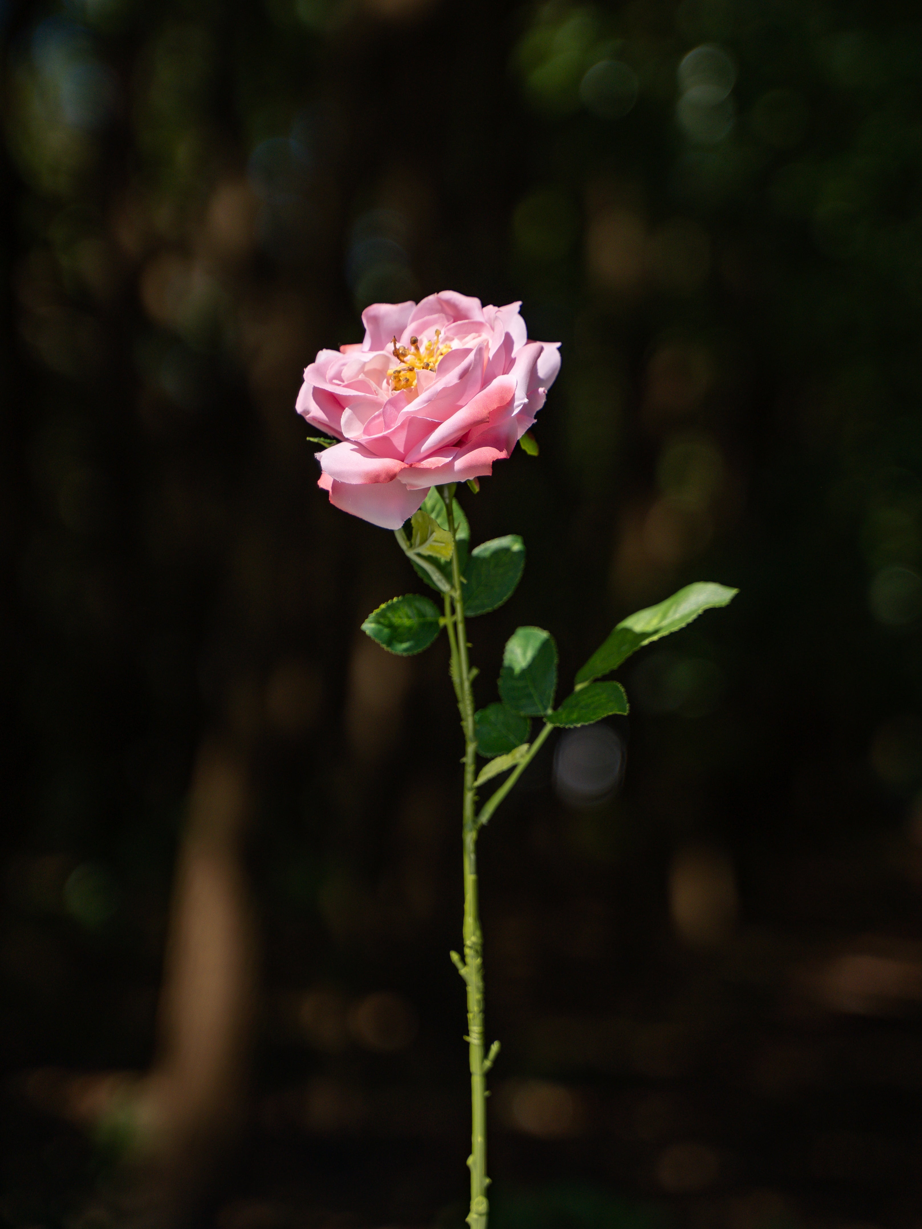 Damask Rose (Purple)-17.8" Tall