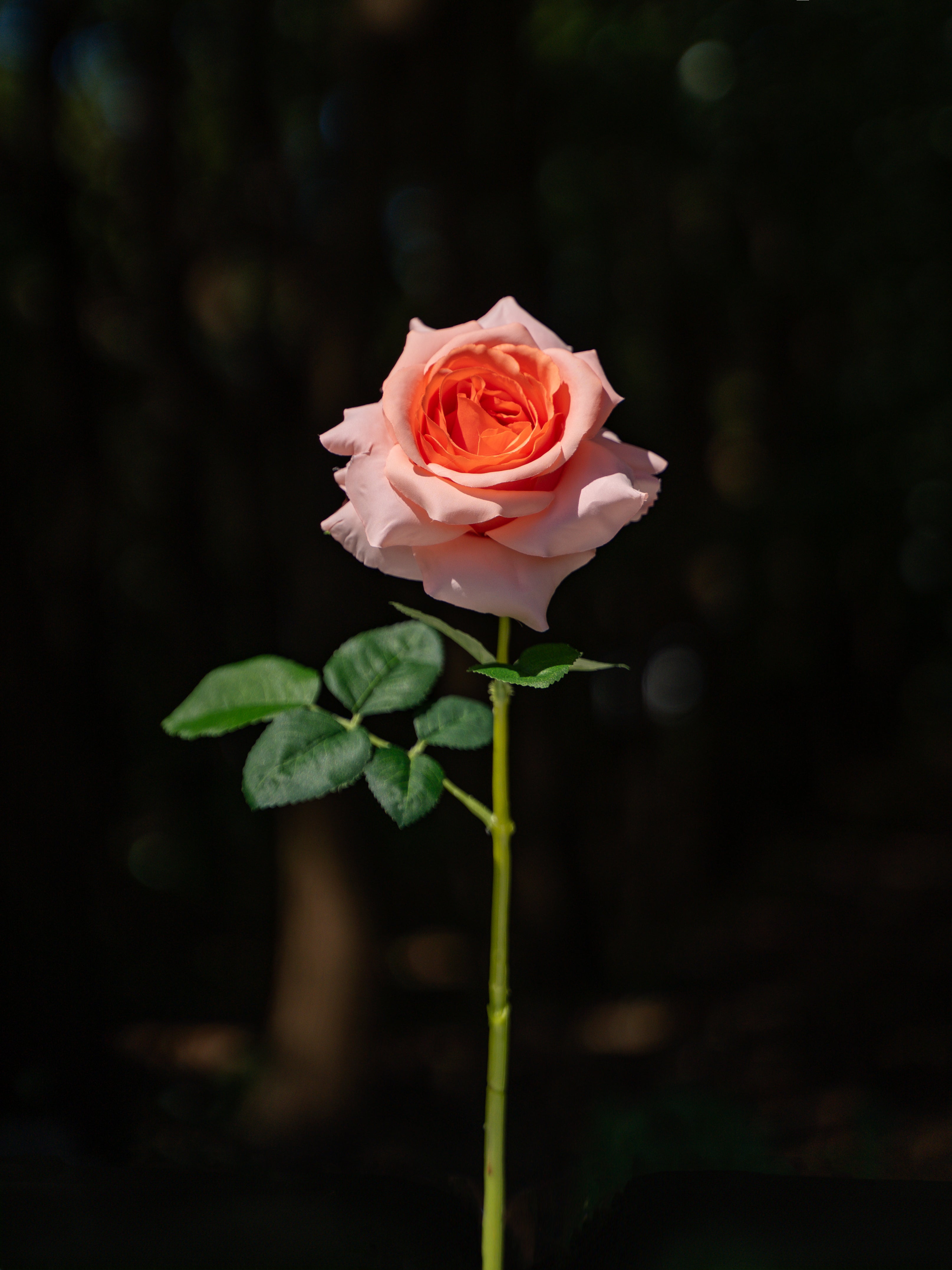 Curled Rose (Light Orange)-19" Tall