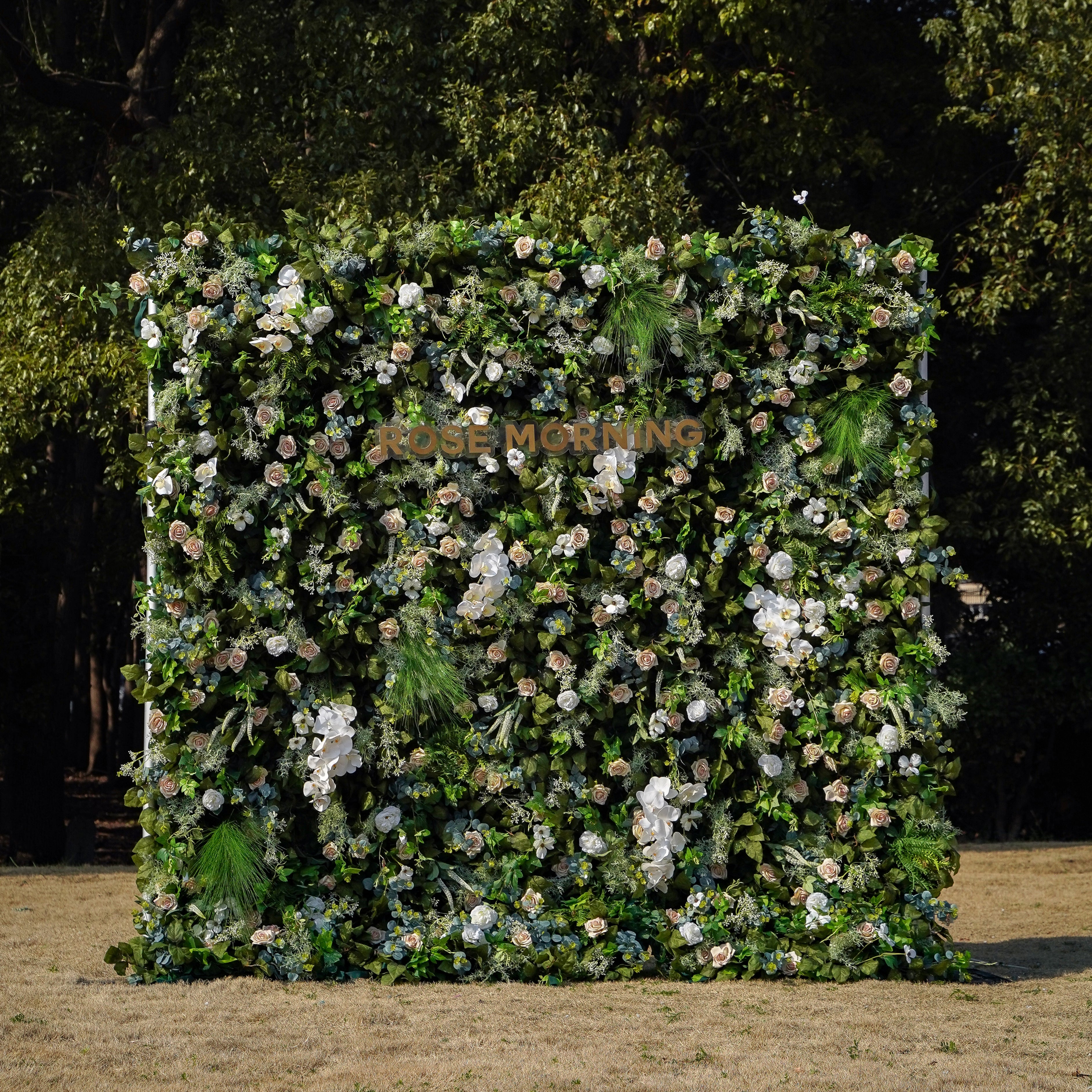 Drusilla:5D Fabric Artificial rolling up curtain flower wall Rose Morning