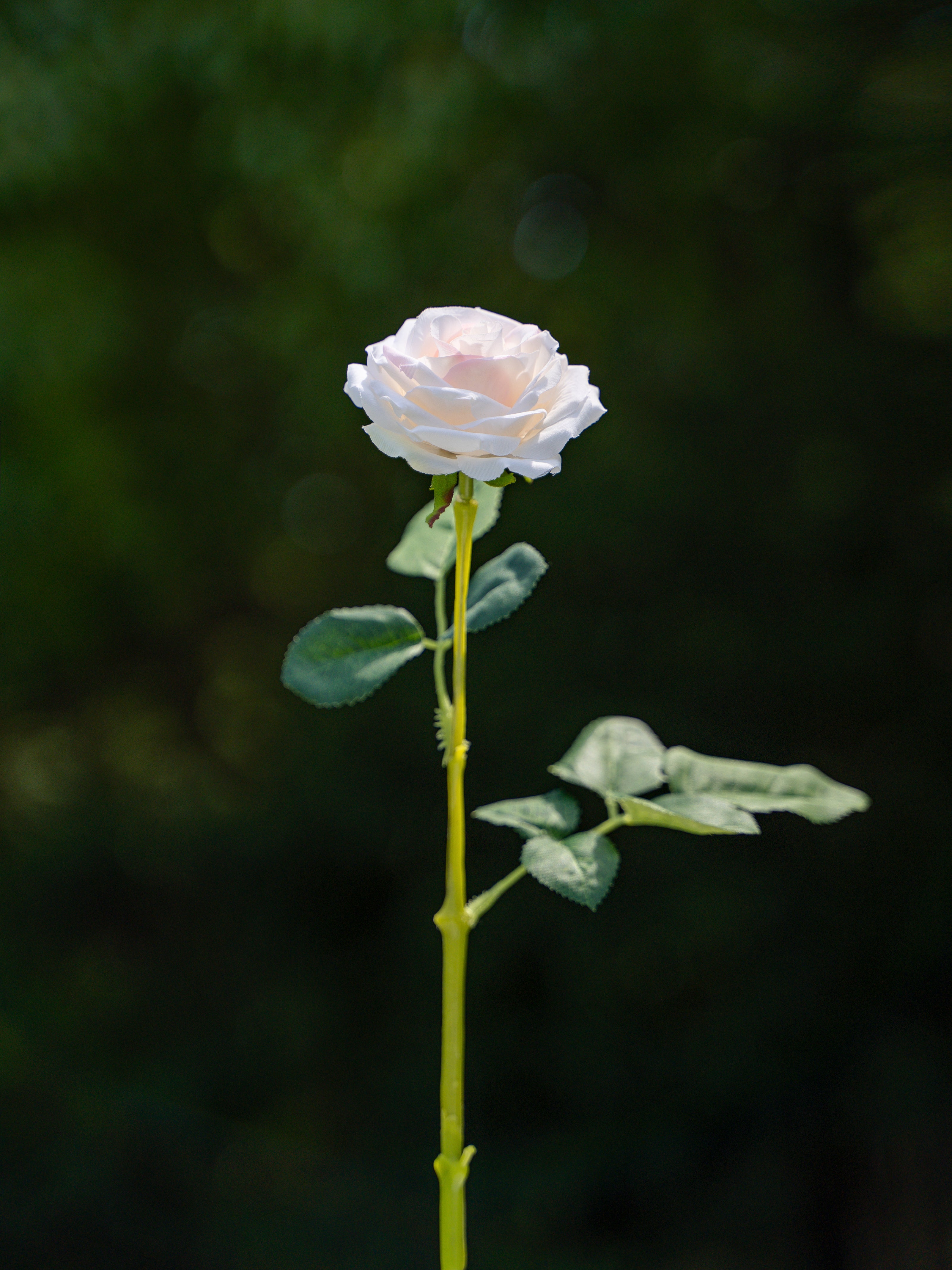 Curled Small Rose (Champagne)-17.8" Tall